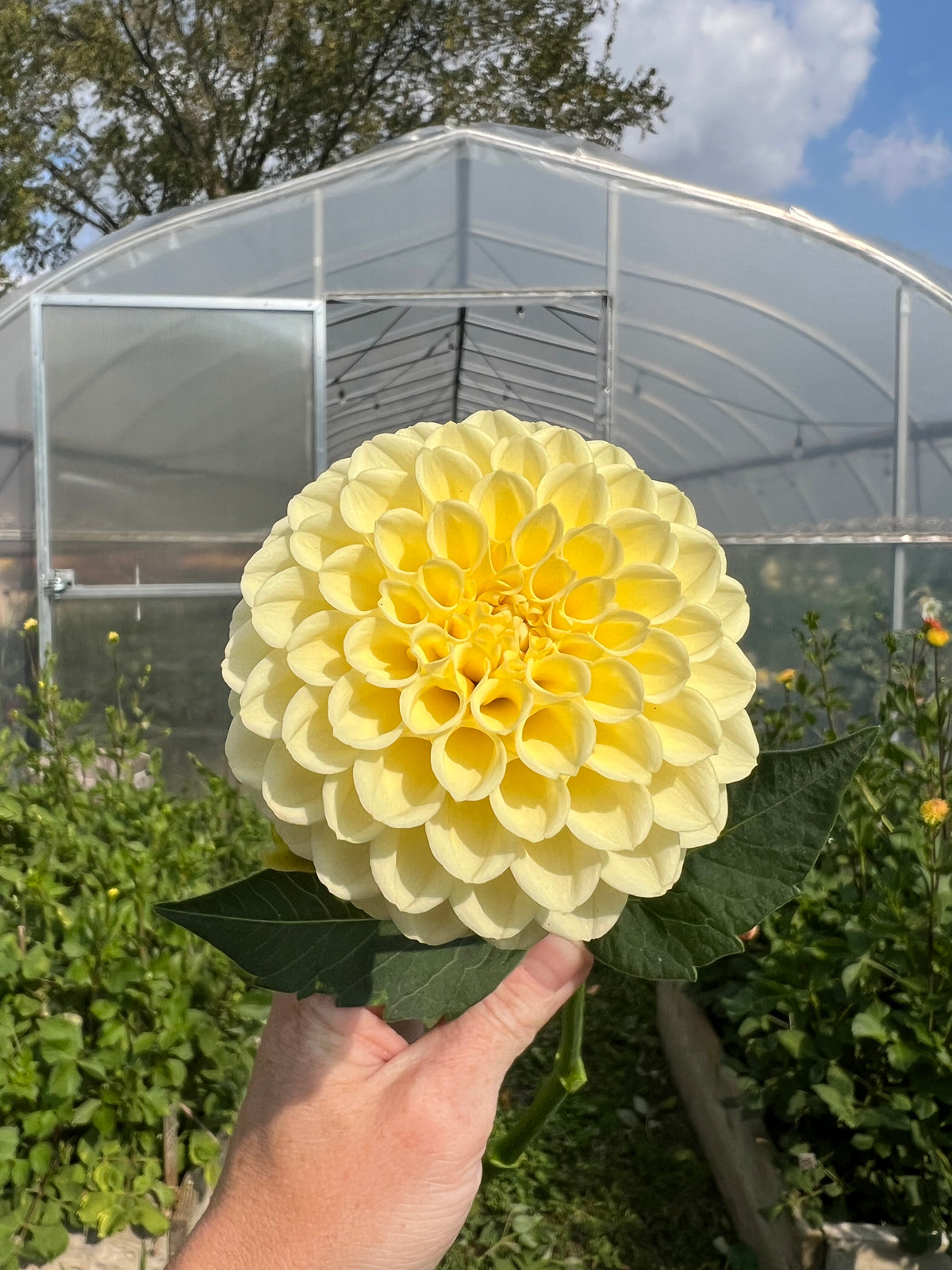 Creamy Dahlia Tuber - *Not Sold Out* SALE COMING IN MARCH OF 2027