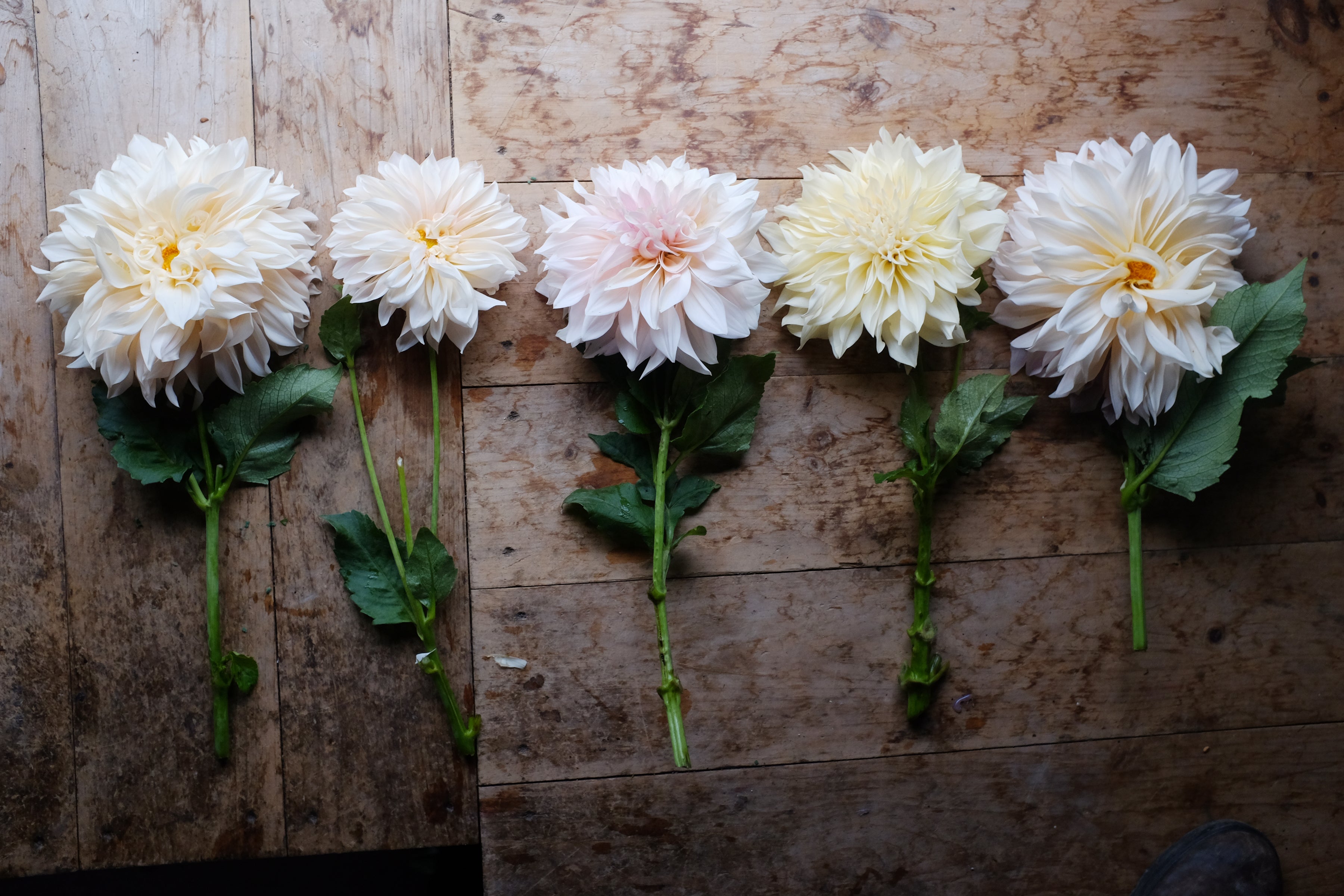 Cafe Au Lait Dahlia Tuber