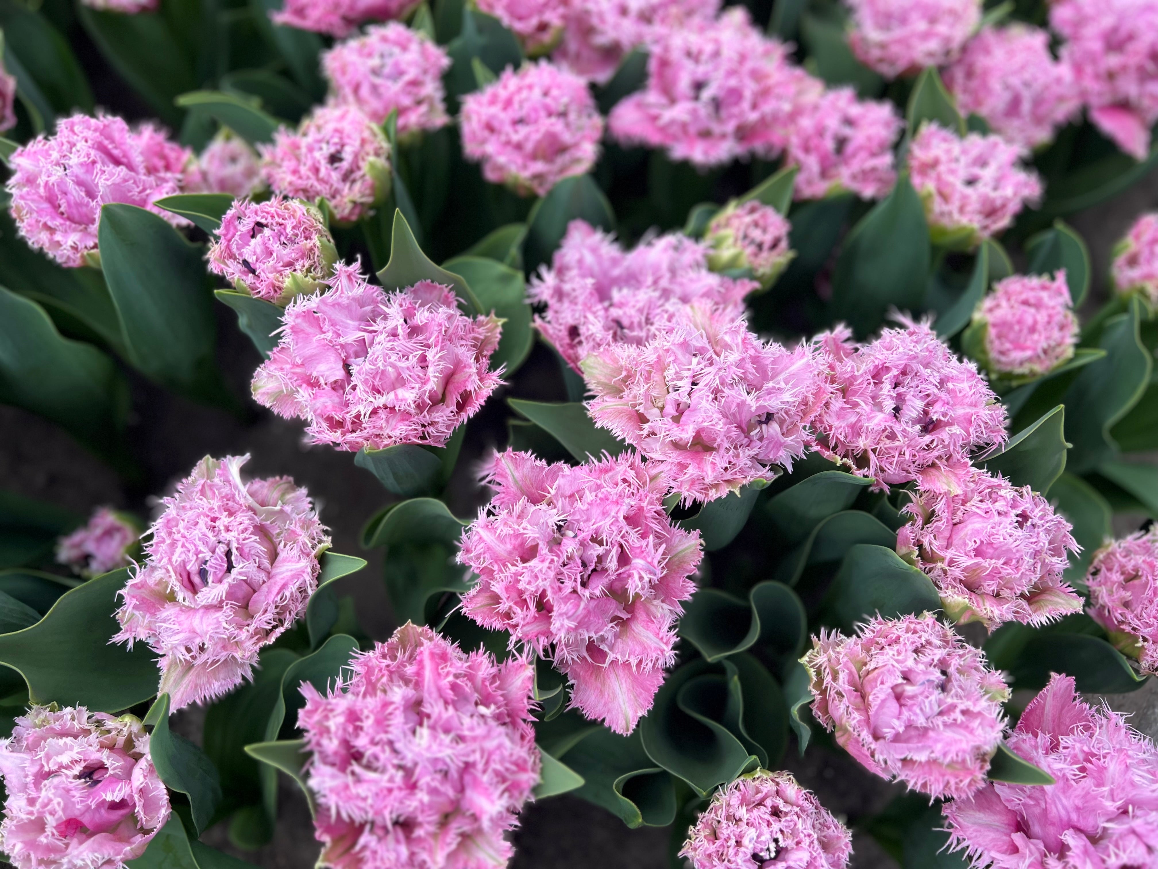 Cairns Tulip Bulbs - COMING SEPTEMBER 7TH AT 5PM