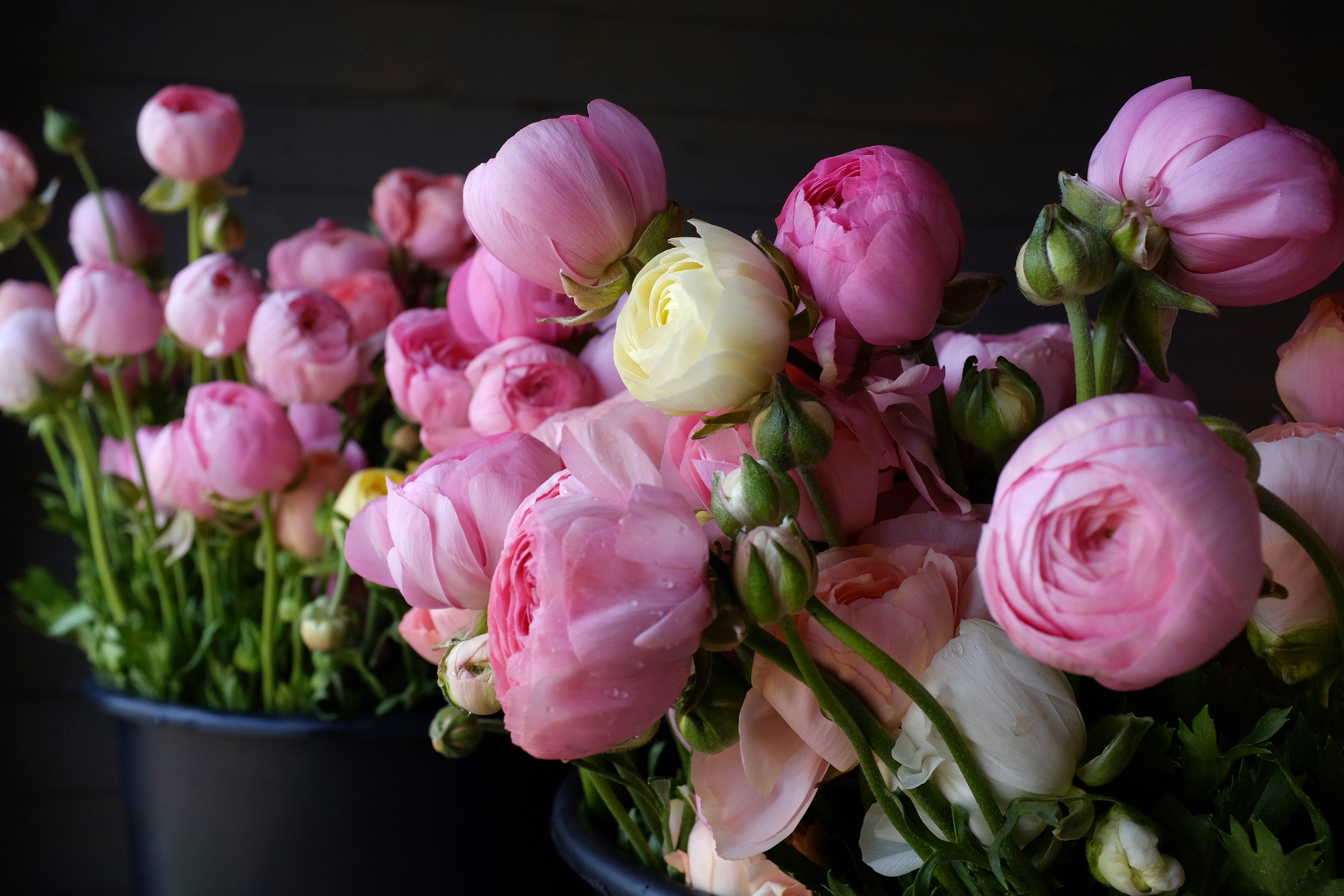 Italian Ranunculus Rosa Chiaro Corms