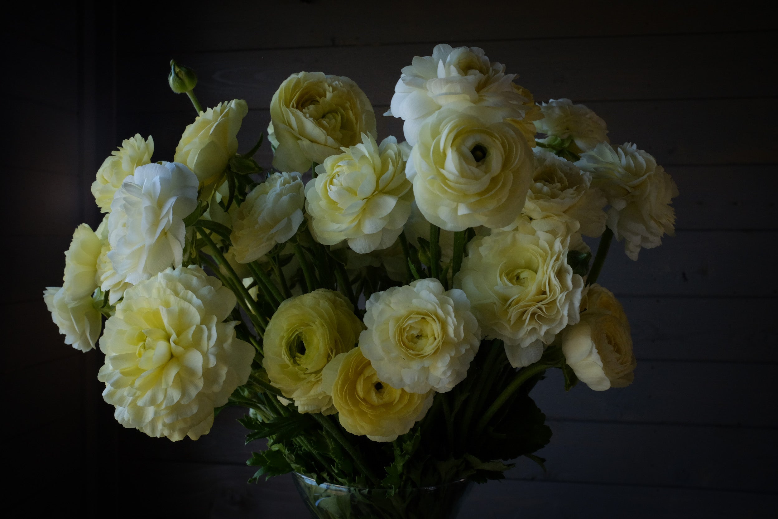 Italian Ranunculus Crema Corms