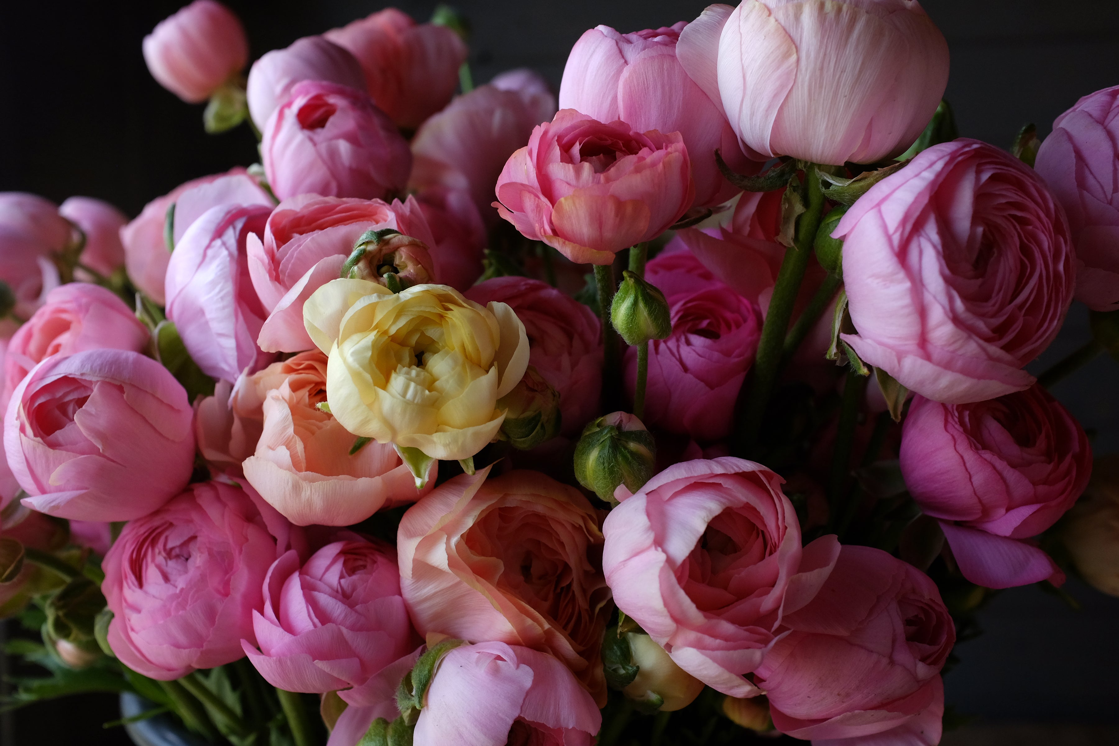 Italian Ranunculus Rosa Chiaro Light Pink Corms