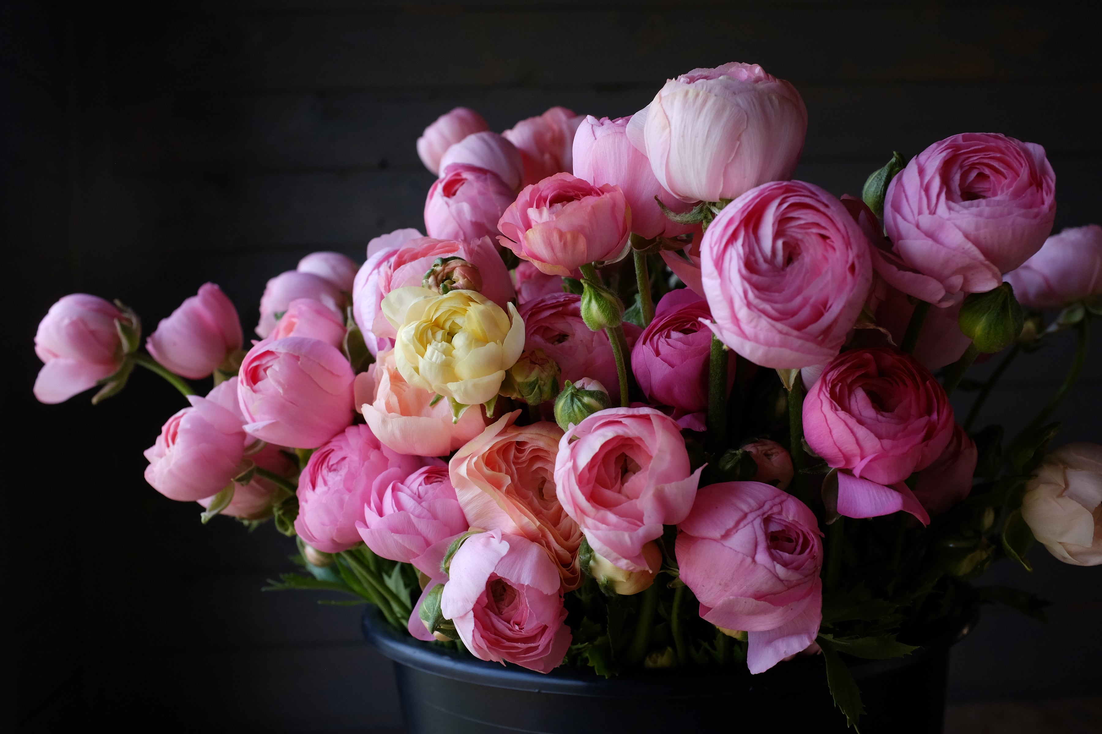 Italian Ranunculus Rosa Chiaro Corms