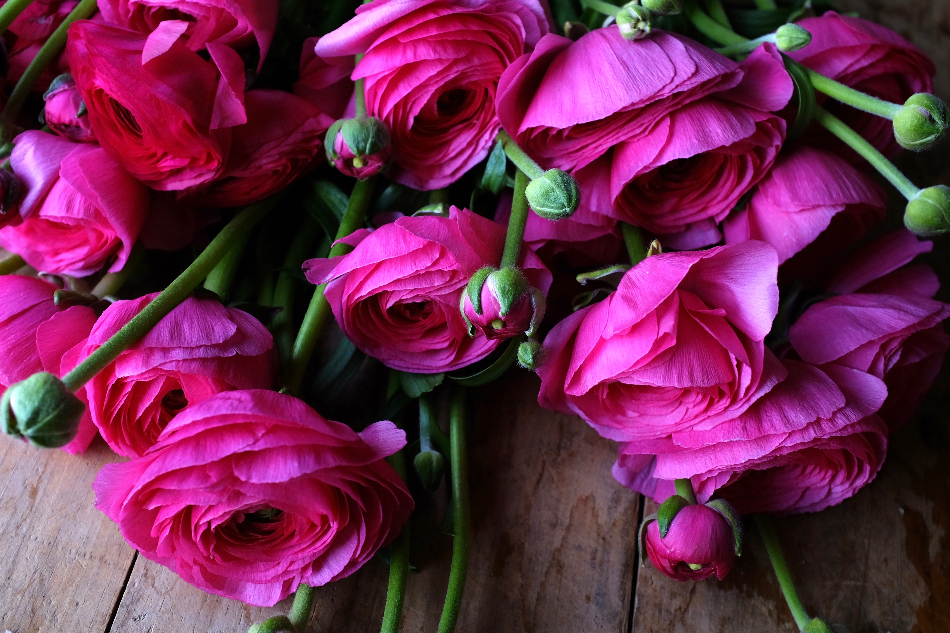 Italian Ranunculus Hot Pink Corms