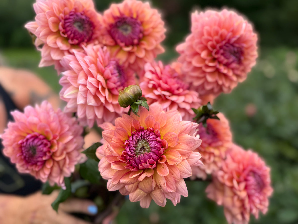 Sweet Sanne Dahlia Tuber - *Product NOT sold out* SALES START SUNDAY MARCH 1ST AT 4PM