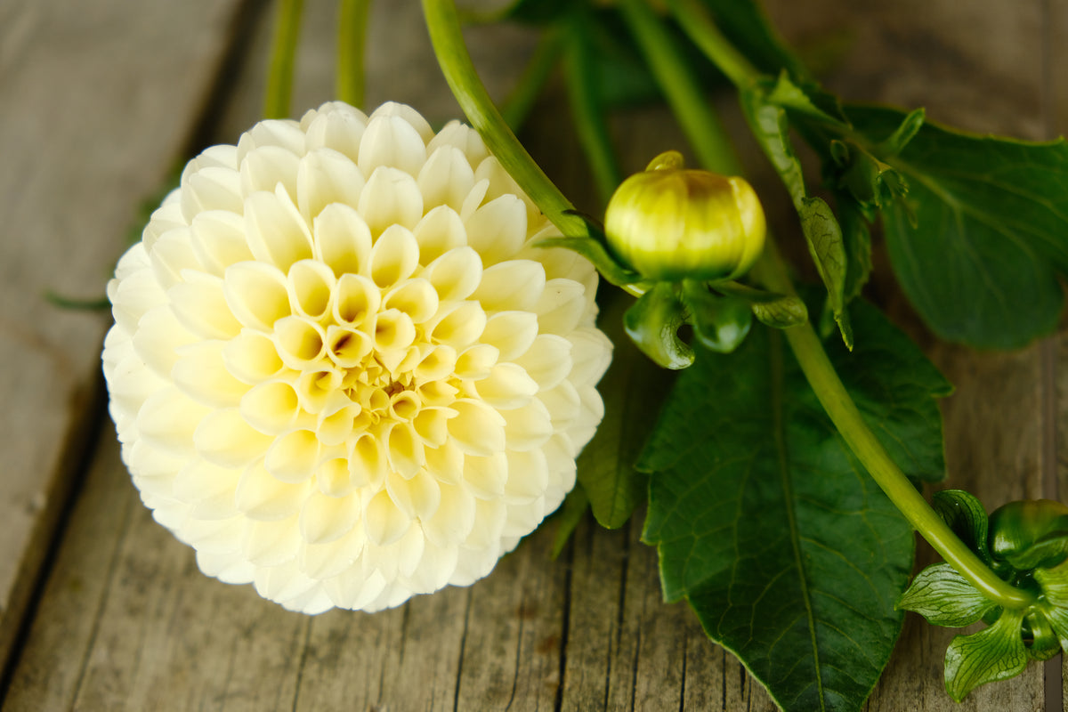 Creamy Dahlia Tuber - *Not Sold Out* SALE COMING IN MARCH OF 2027