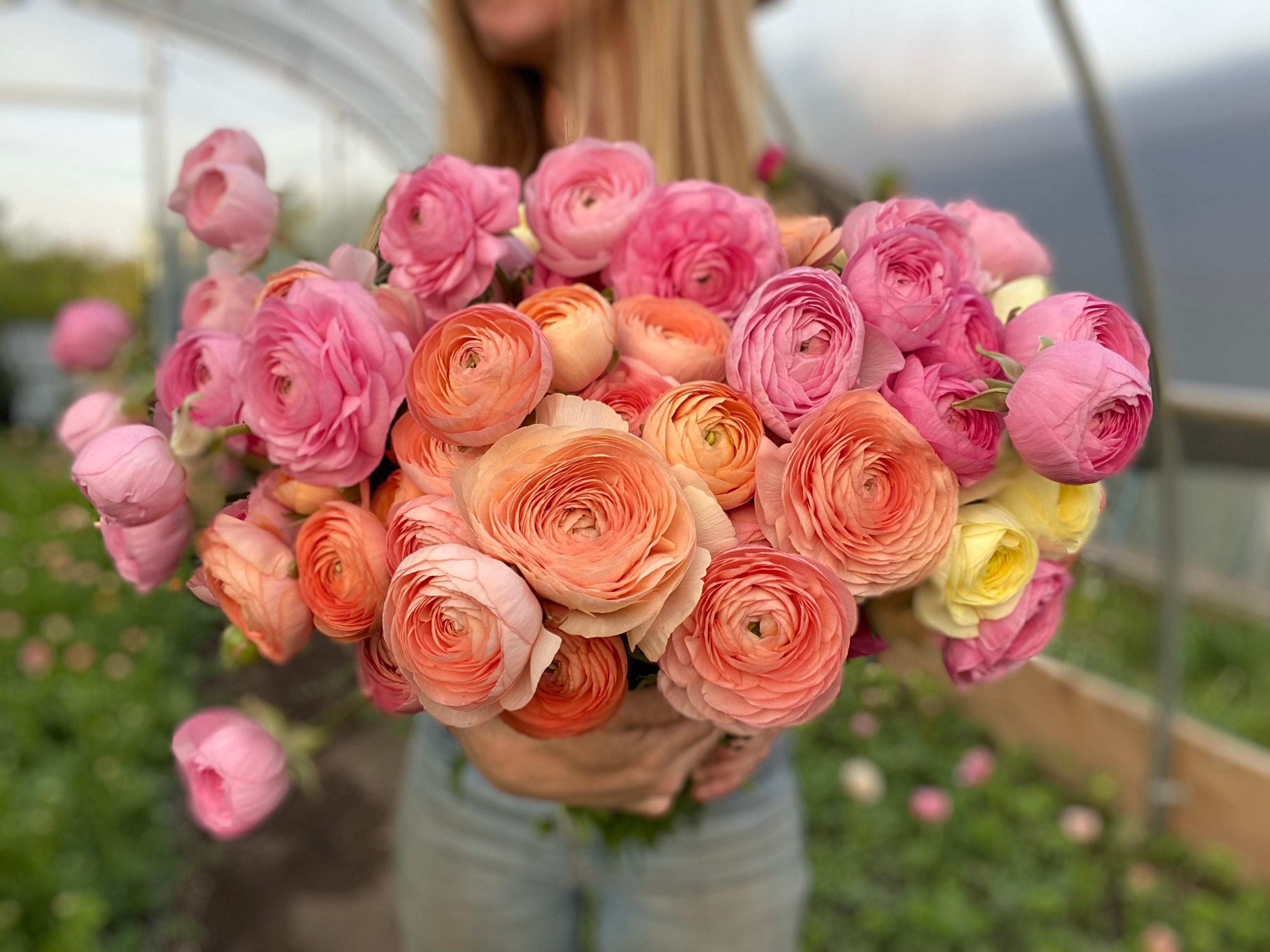 Italian Ranunculus Salmone Corms - COMING SEPTEMBER 7TH AT 5PM