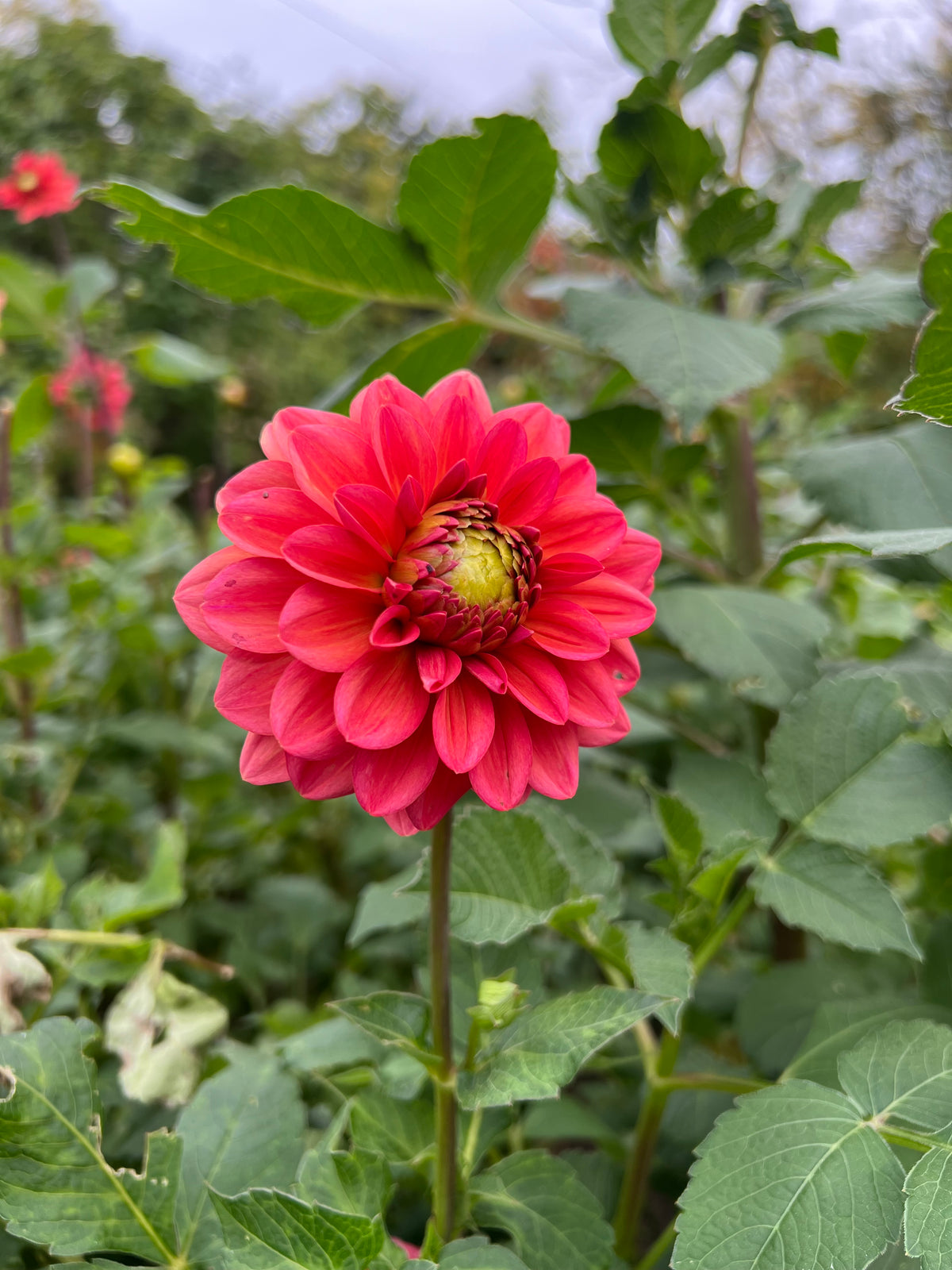 Salmon Runner Dahlia Tuber - *Not Sold Out* SALE COMING IN MARCH OF 2027