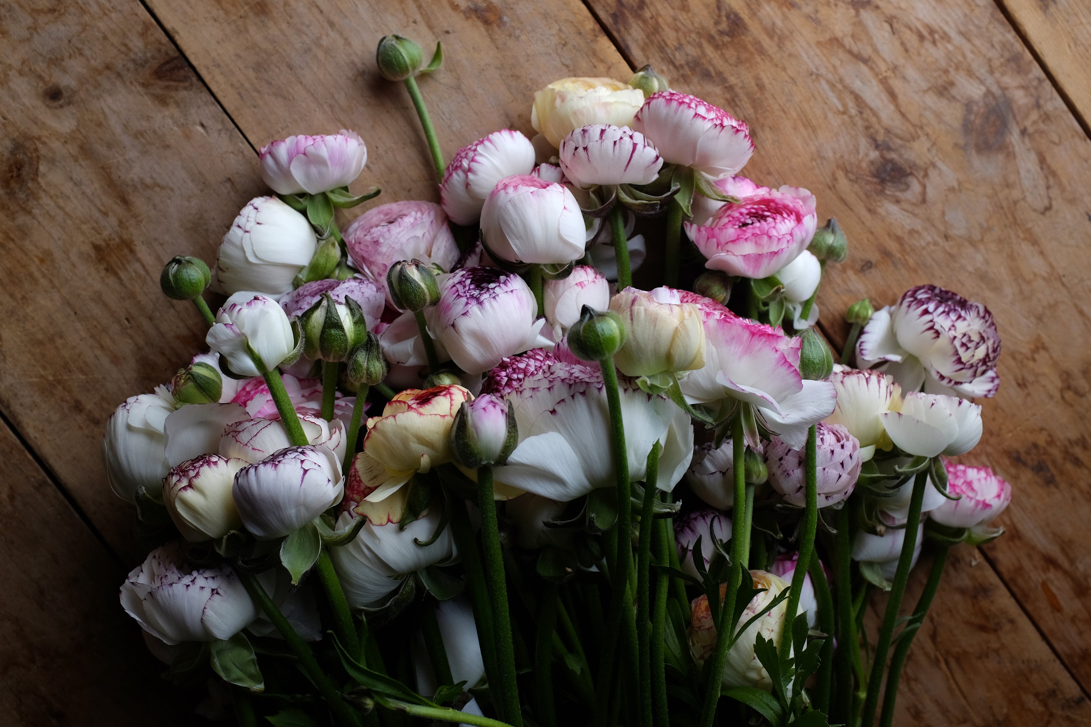 Italian Ranunculus Striato Corms