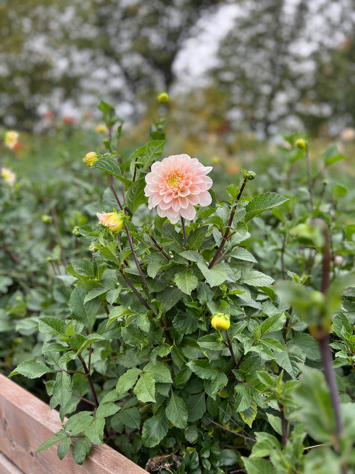 Sweet Nathalie Dahlia Tuber - *Product NOT sold out* SALES START SUNDAY MARCH 1ST AT 4PM