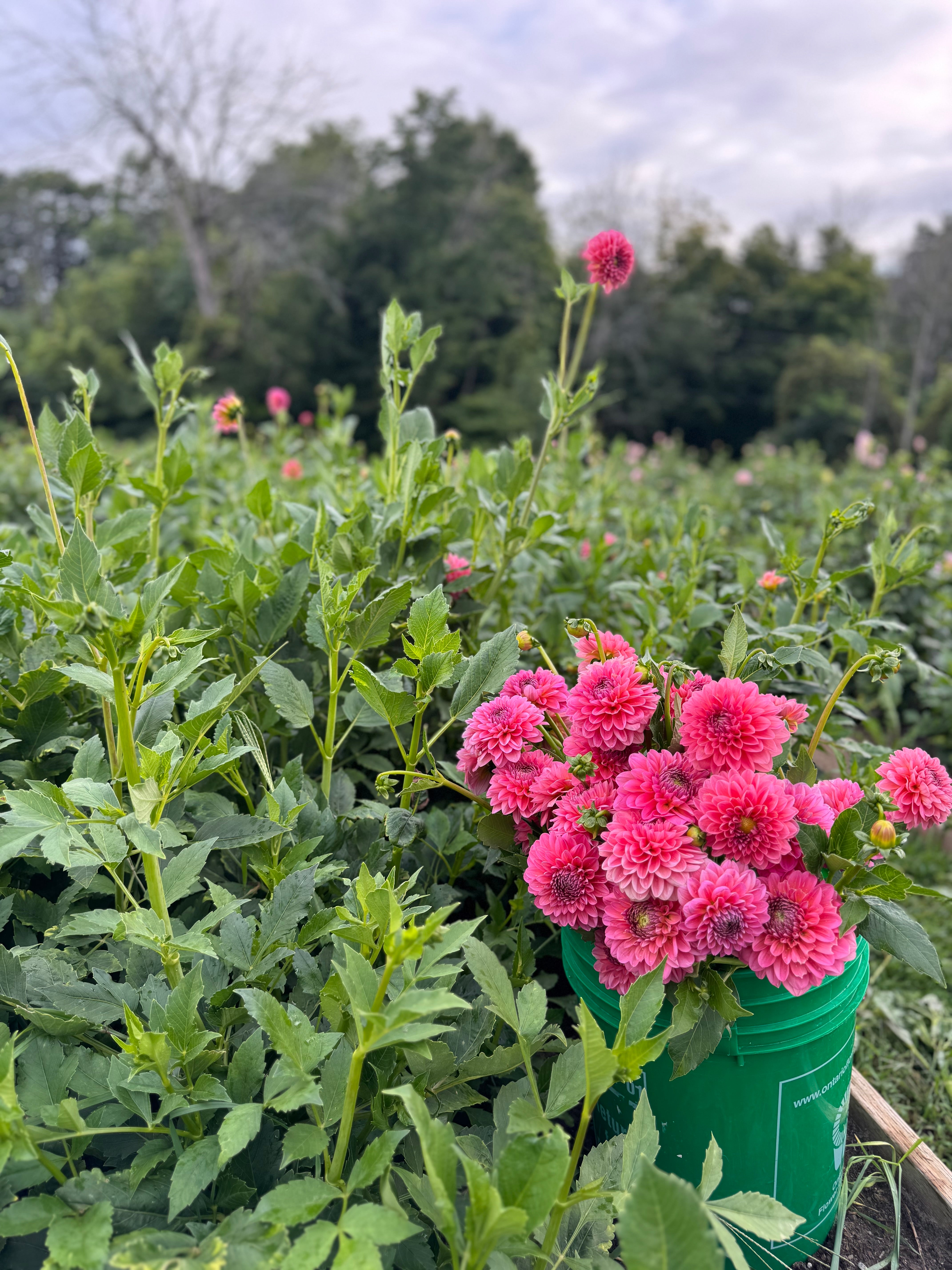 Pink Runner Dahlia Tuber - *Product NOT sold out*  SALES START MARCH 2026: Date TBA
