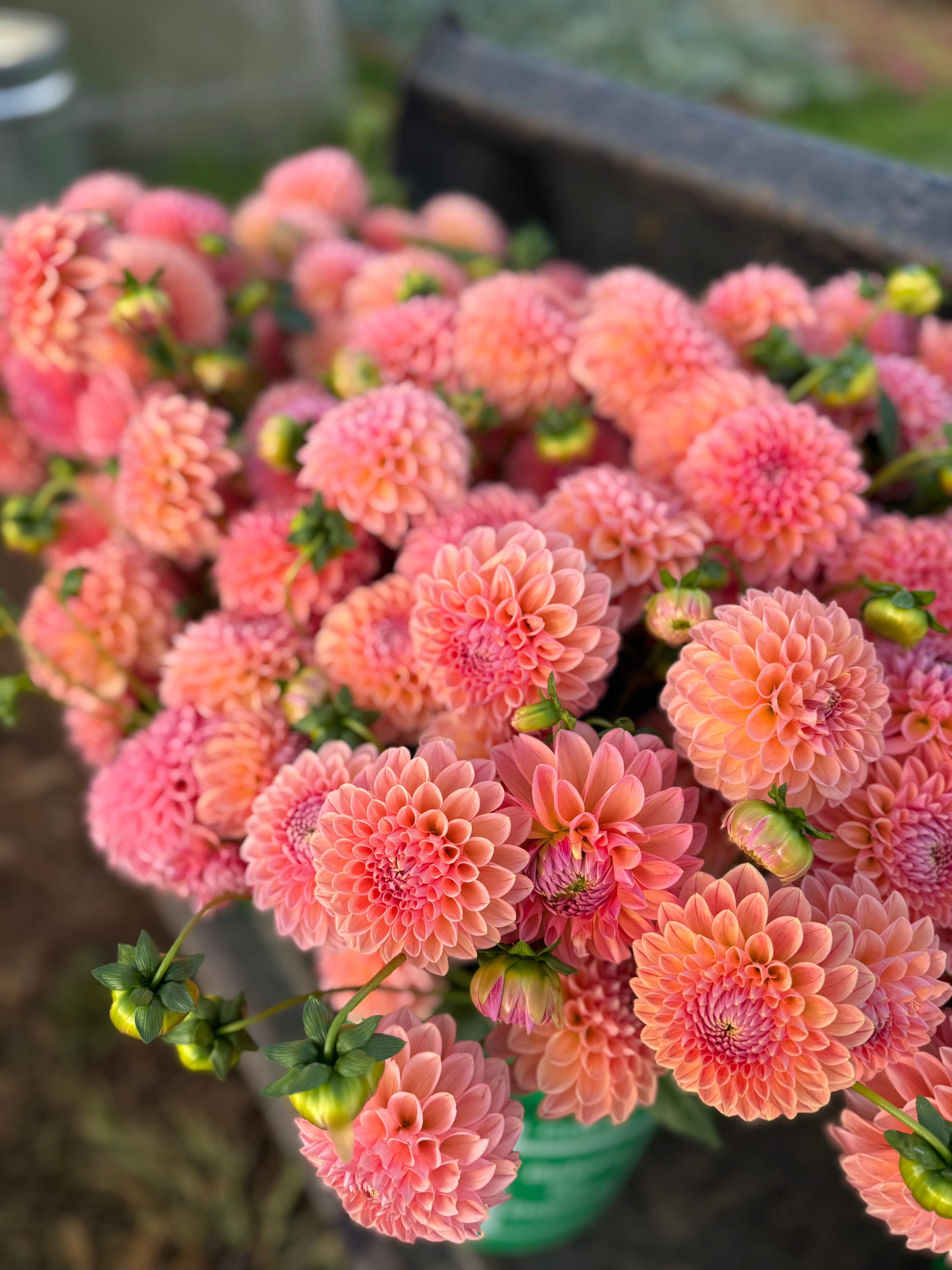 Natalie G Dahlia Tuber - *Product NOT sold out*  SALES START MARCH 2026: Date TBA