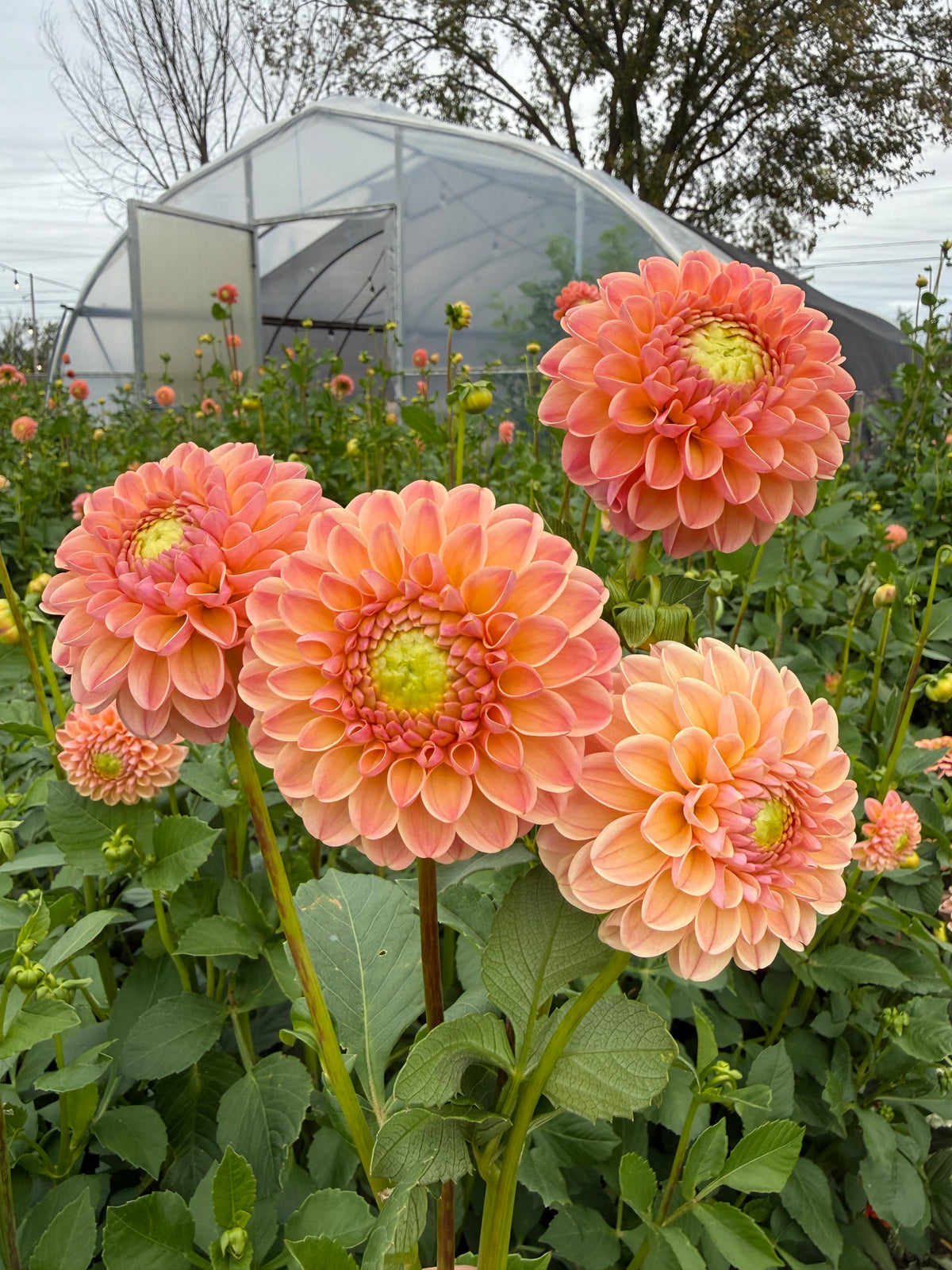 L.A.T.E Dahlia Tuber - *Not Sold Out* SALE COMING IN MARCH OF 2027