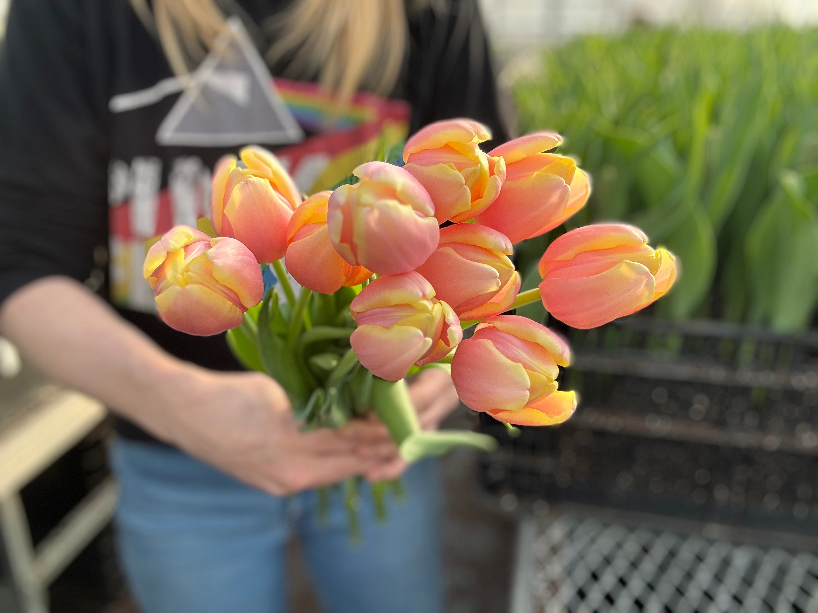 Mango Charm Tulip Bulbs