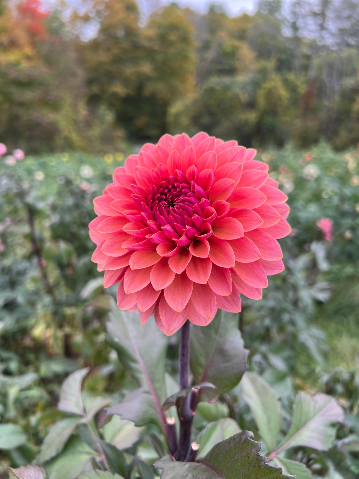 Sweet Sanne Dahlia Tuber - *Product NOT sold out* SALES START SUNDAY MARCH 1ST AT 4PM