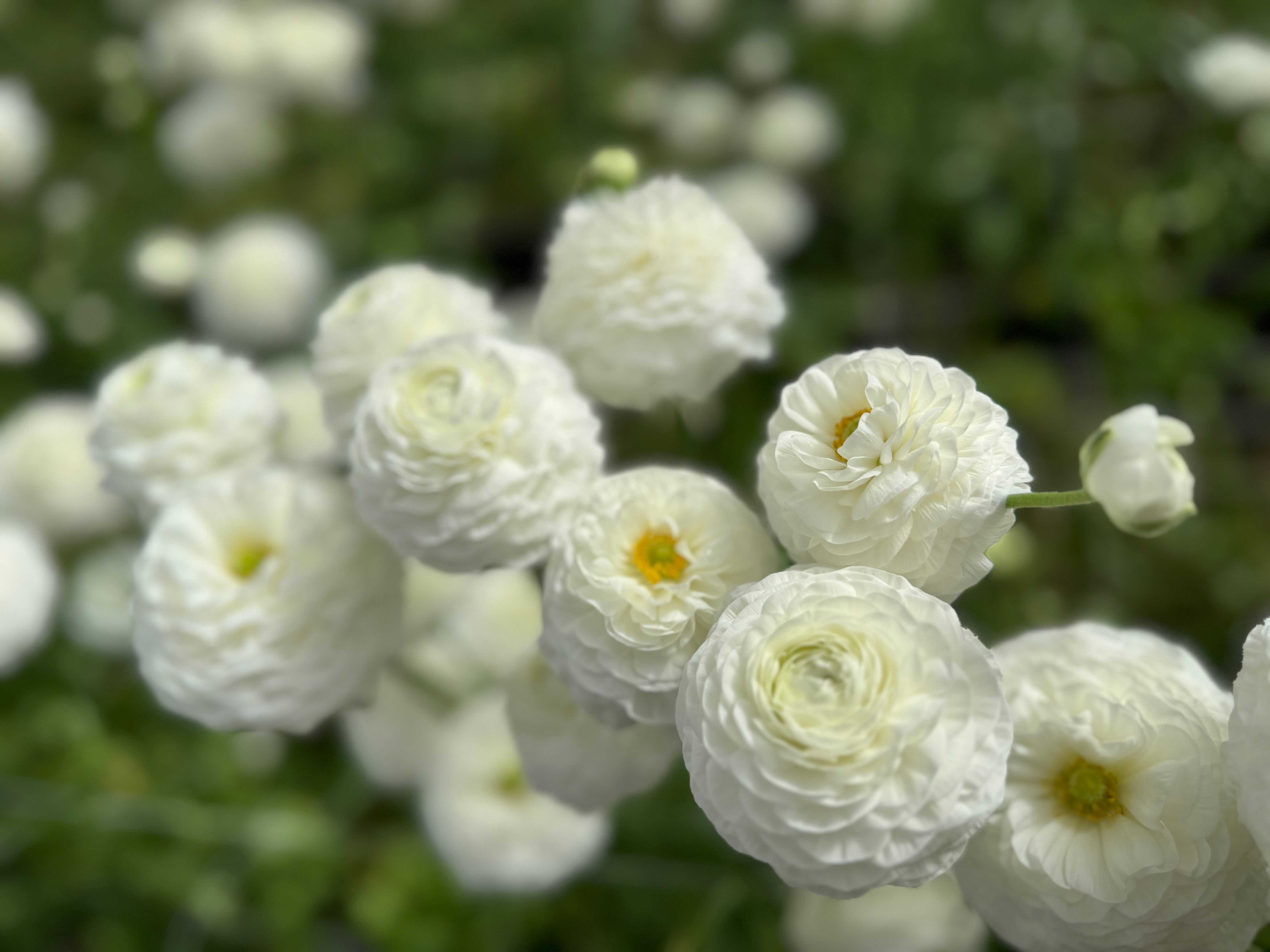 Italian Ranunculus Bianco Corms - COMING SEPTEMBER 7TH AT 5PM