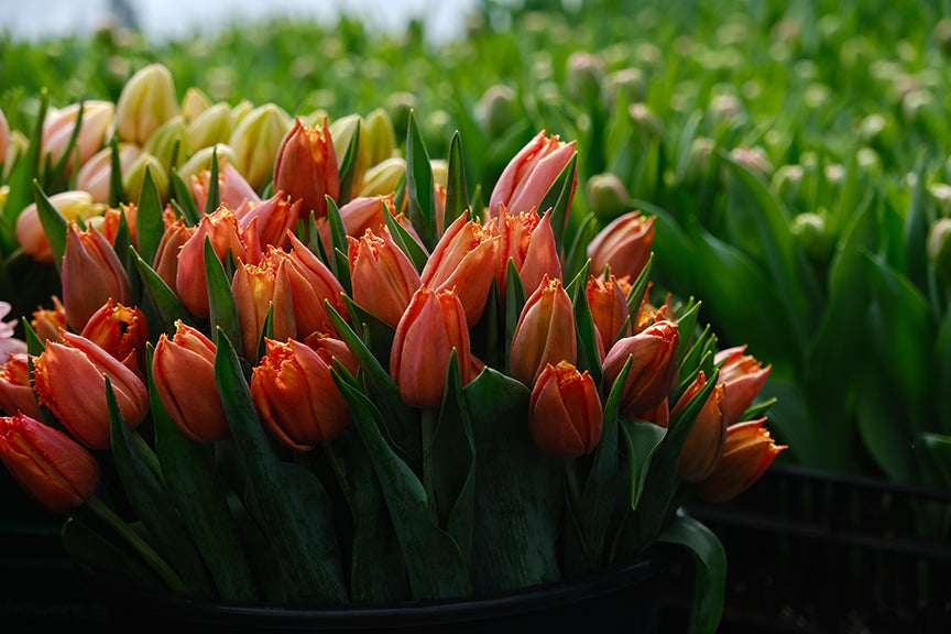 Orange cut tulips in a bucket with other tulips blurred in the background.