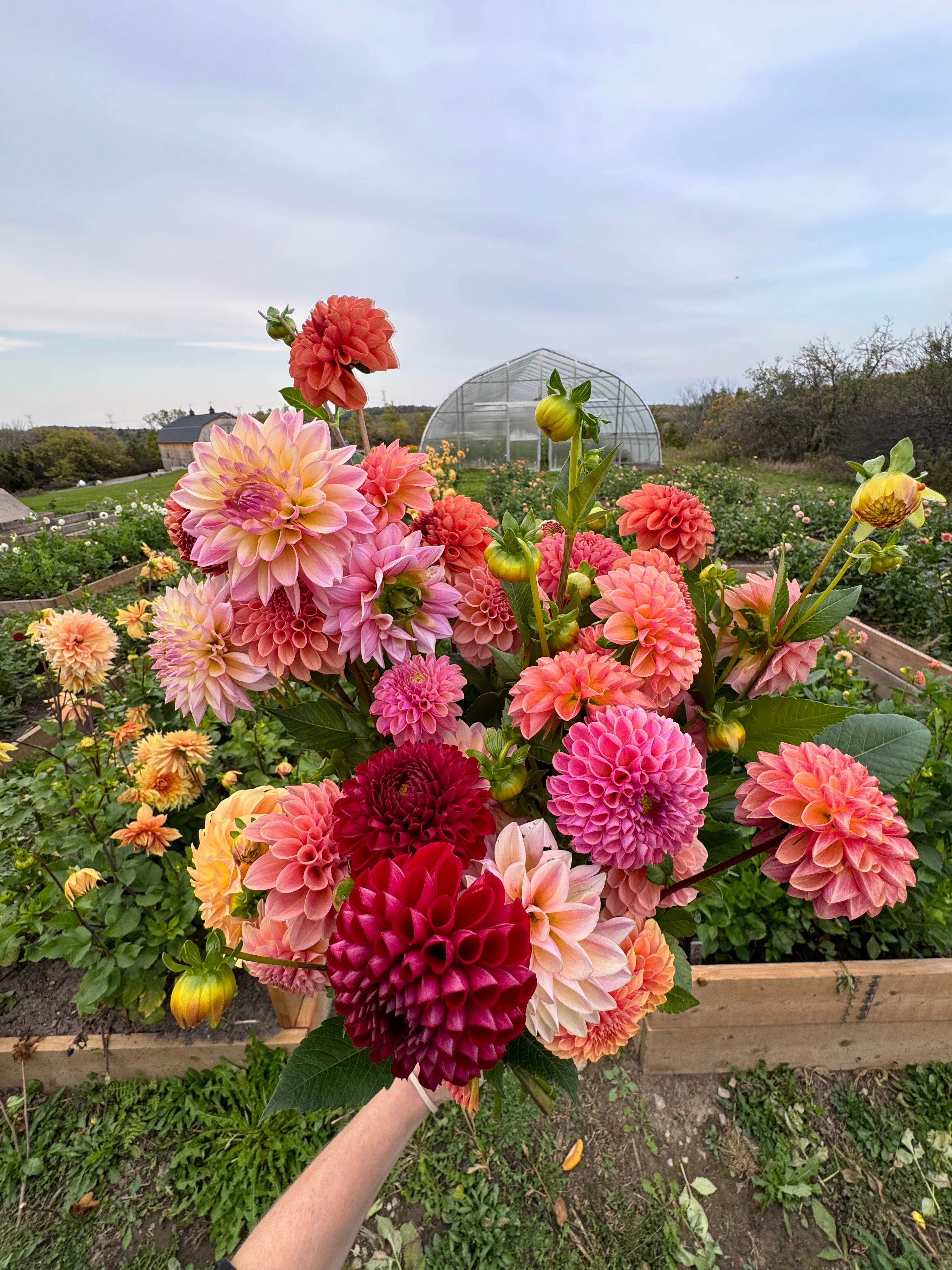 Someone holds a bouquet of dahlia blooms in front of a greenhouse and fields of flowers.