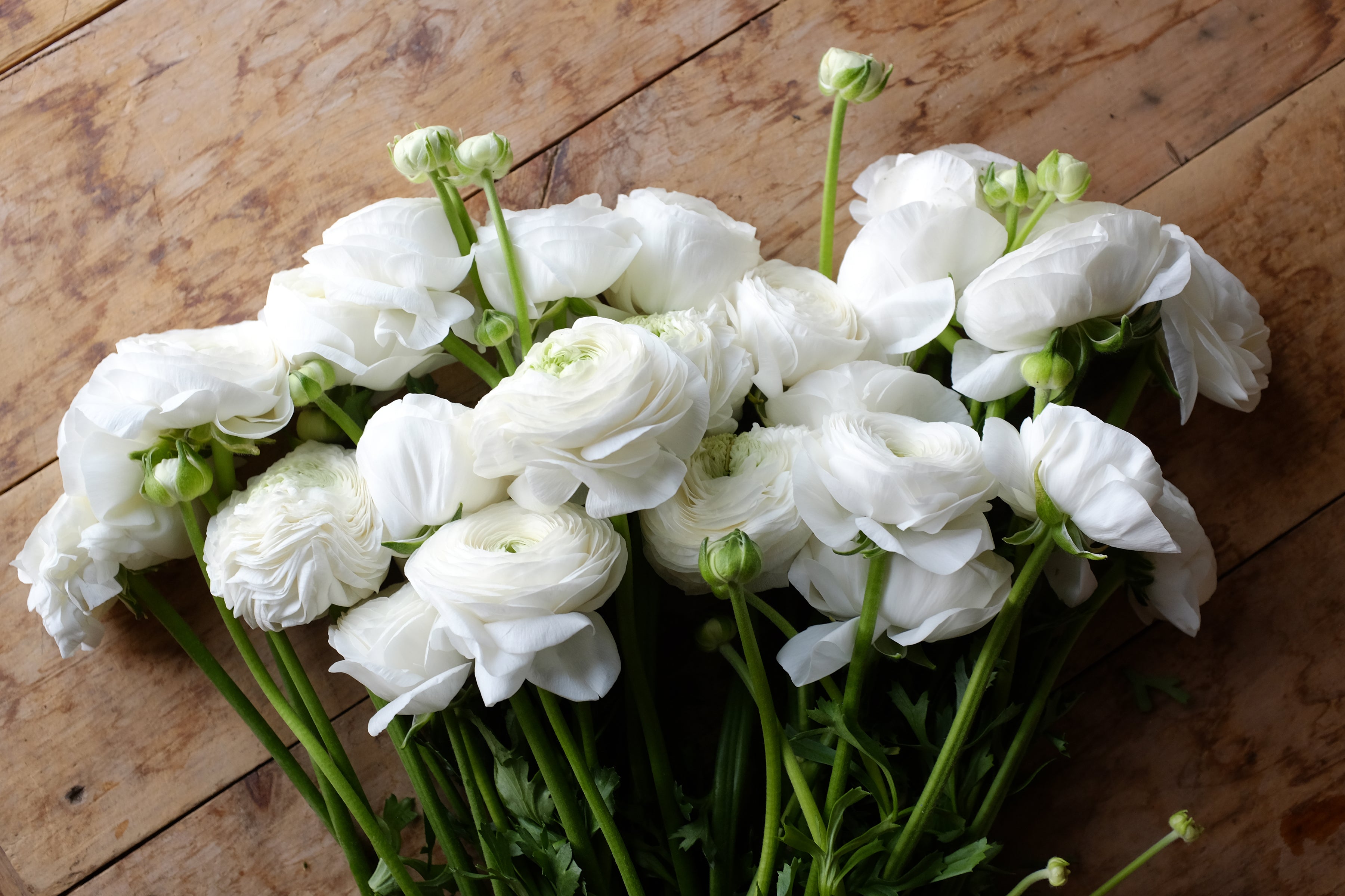 Italian Ranunculus Bianco Corms