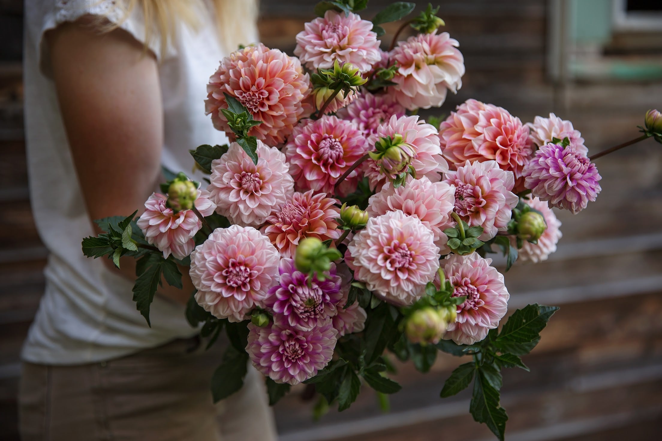 Bulk DIY Bucket of Dahlias: Custom Colour Palette