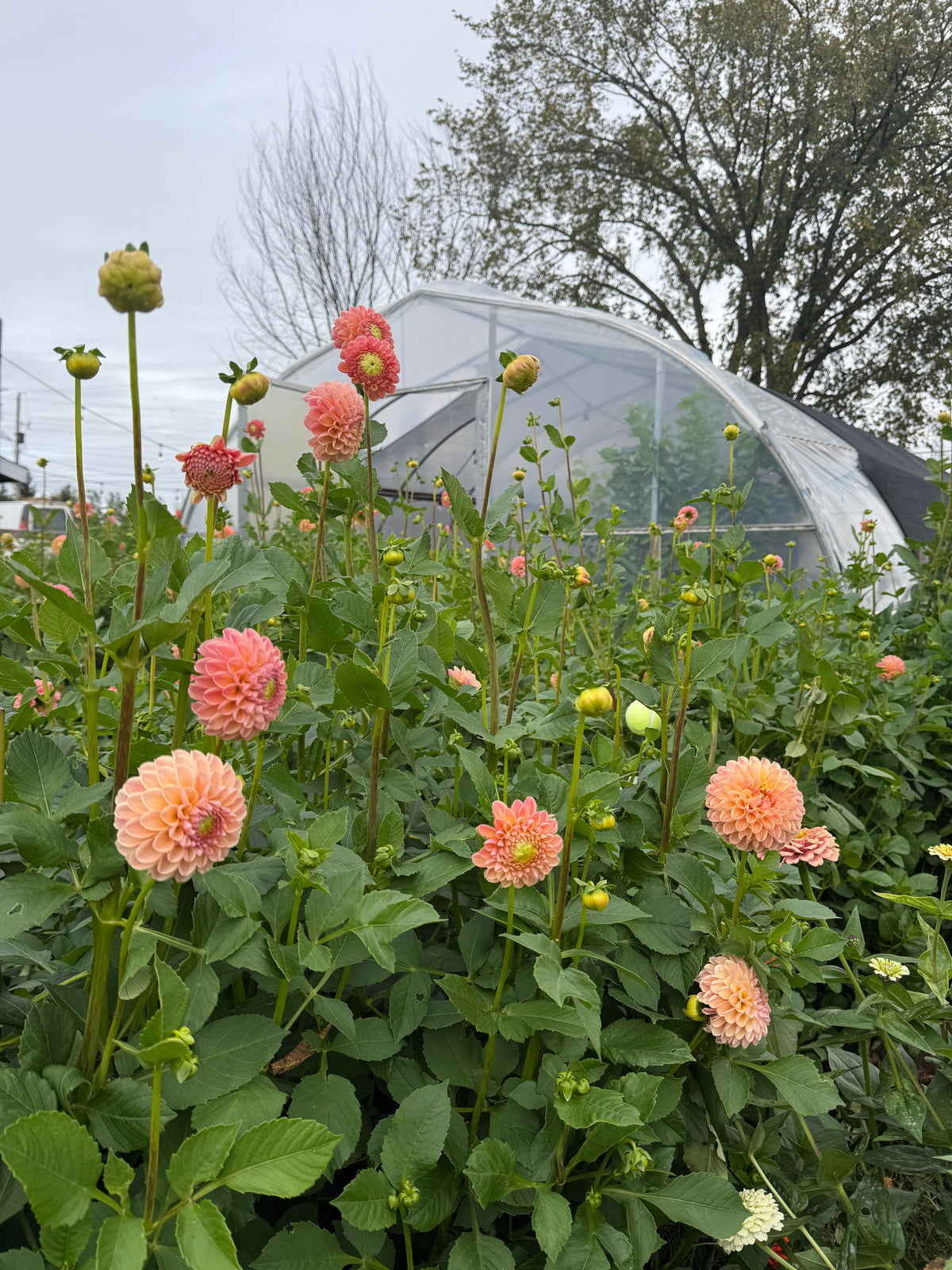 L.A.T.E Dahlia Tuber - *Not Sold Out* SALE COMING IN MARCH OF 2027