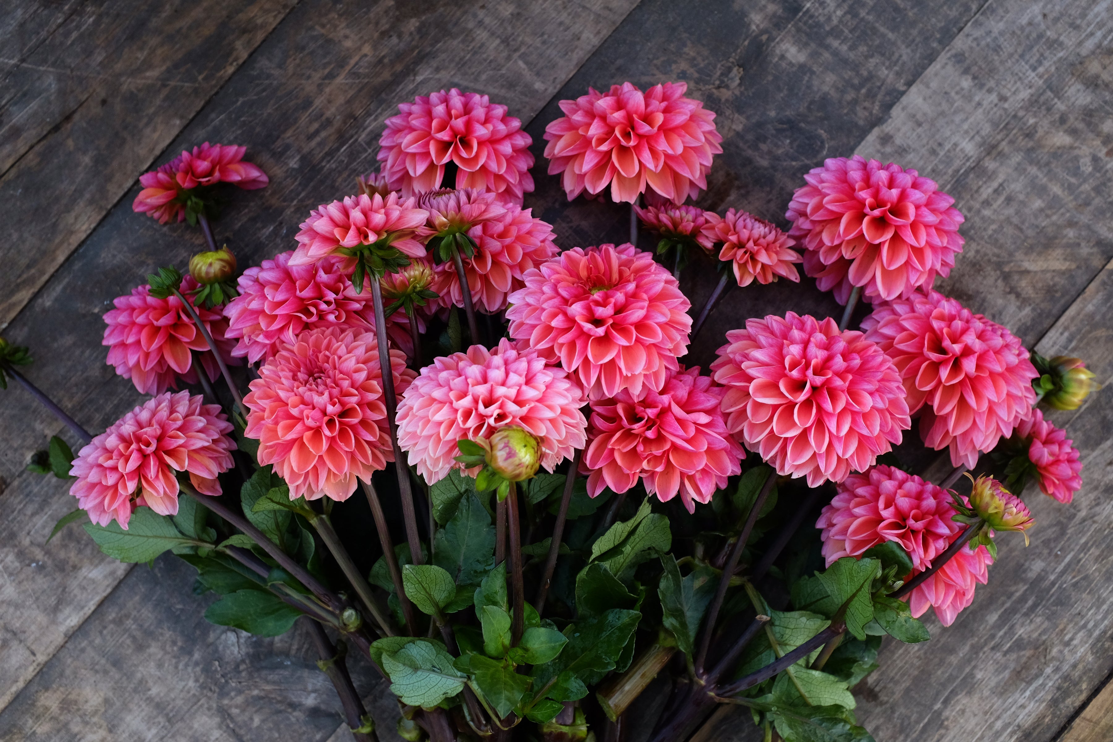 Daisy Duke Dahlia Tuber