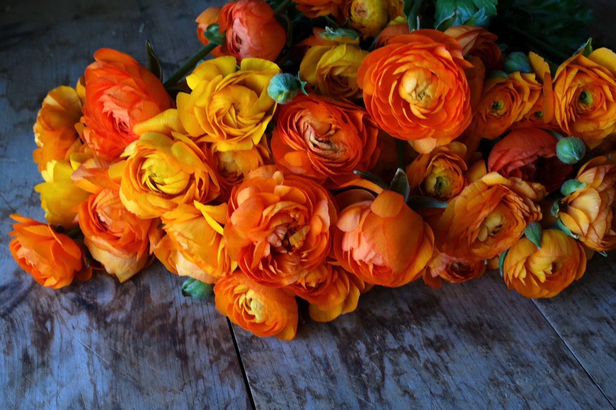 Italian Ranunculus Clementine Corms