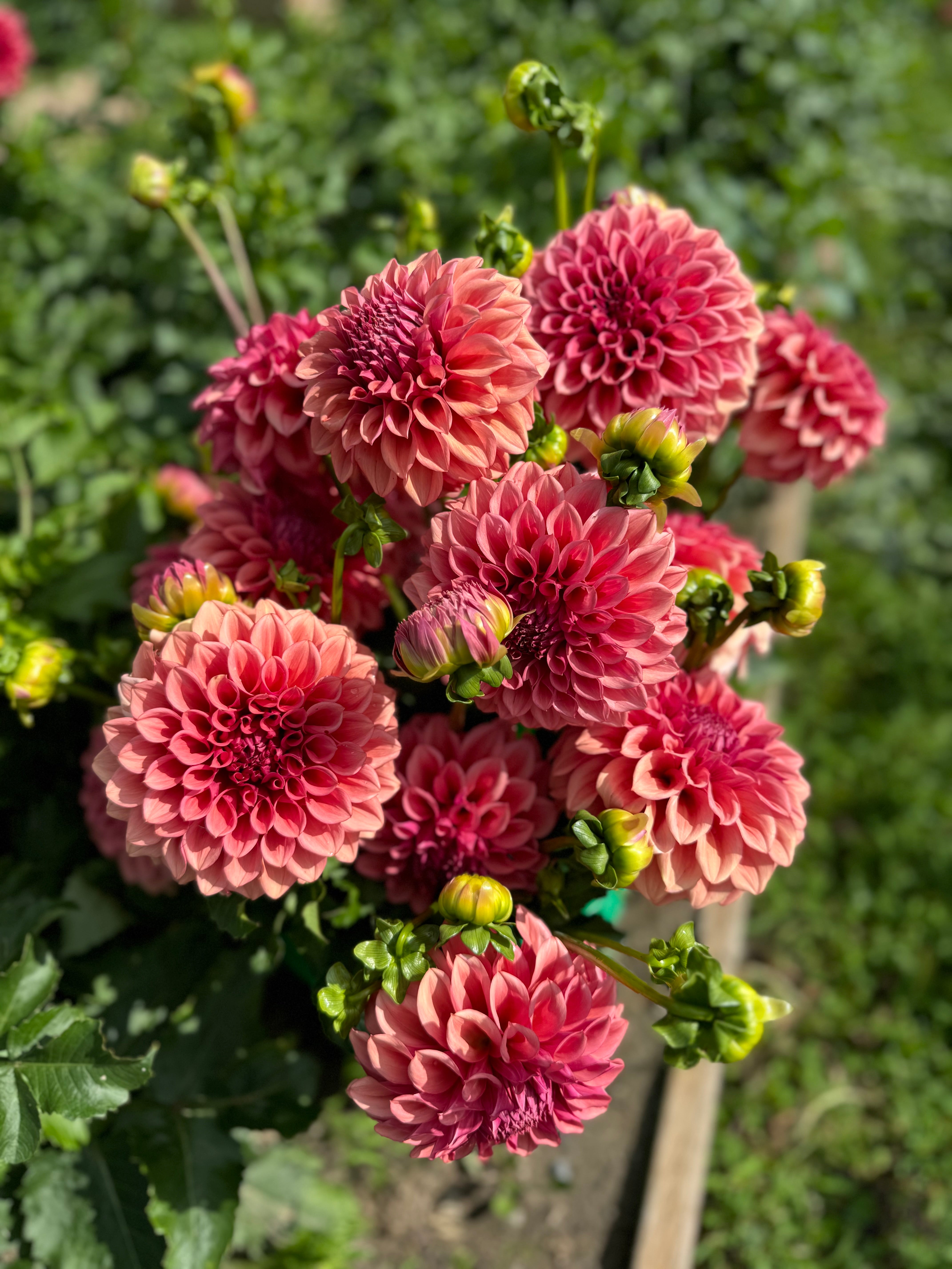 Orange Globe Dahlia Tuber - *Product NOT sold out*  SALES START MARCH 2026: Date TBA