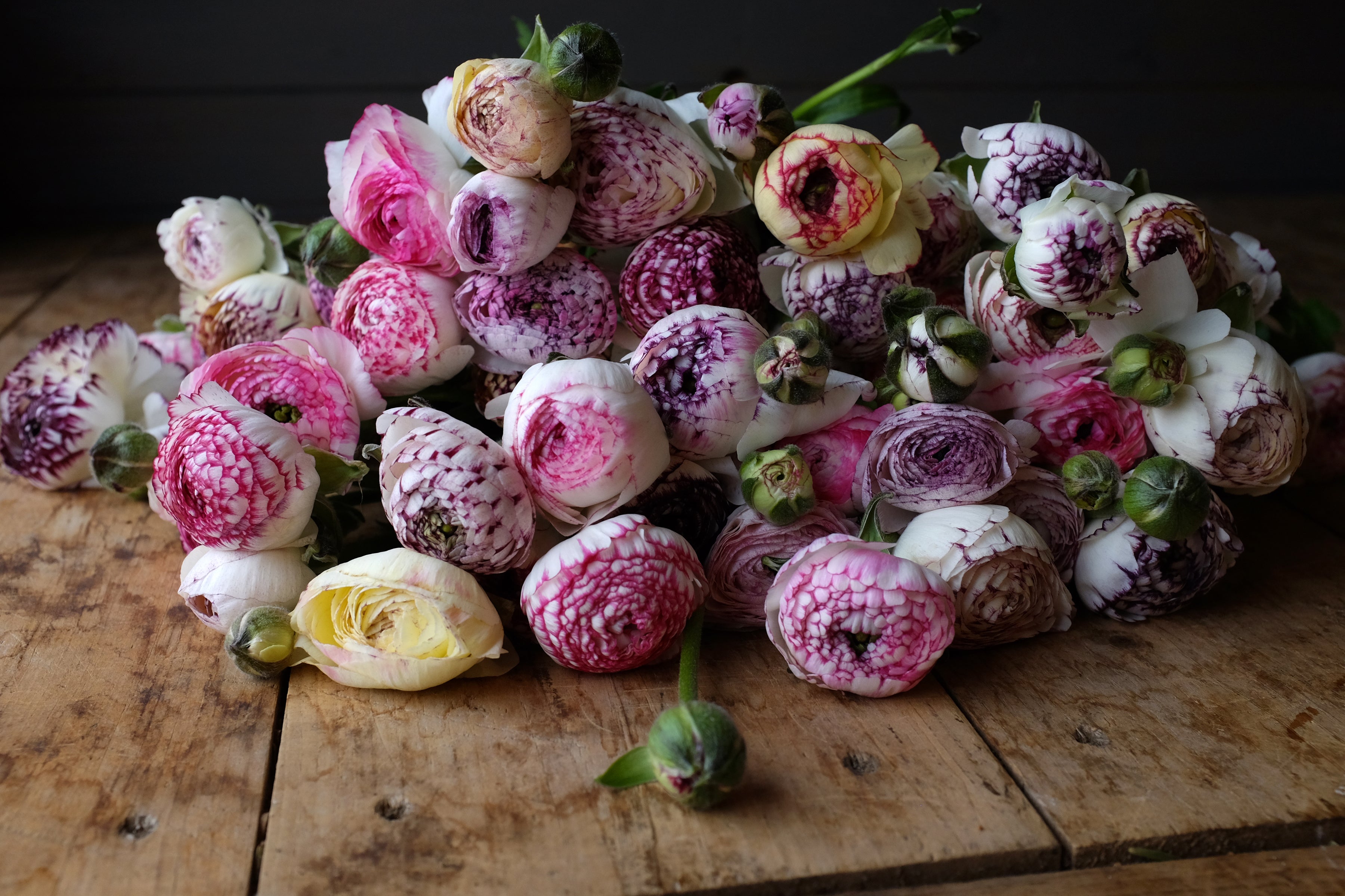 Italian Ranunculus Striato Corms
