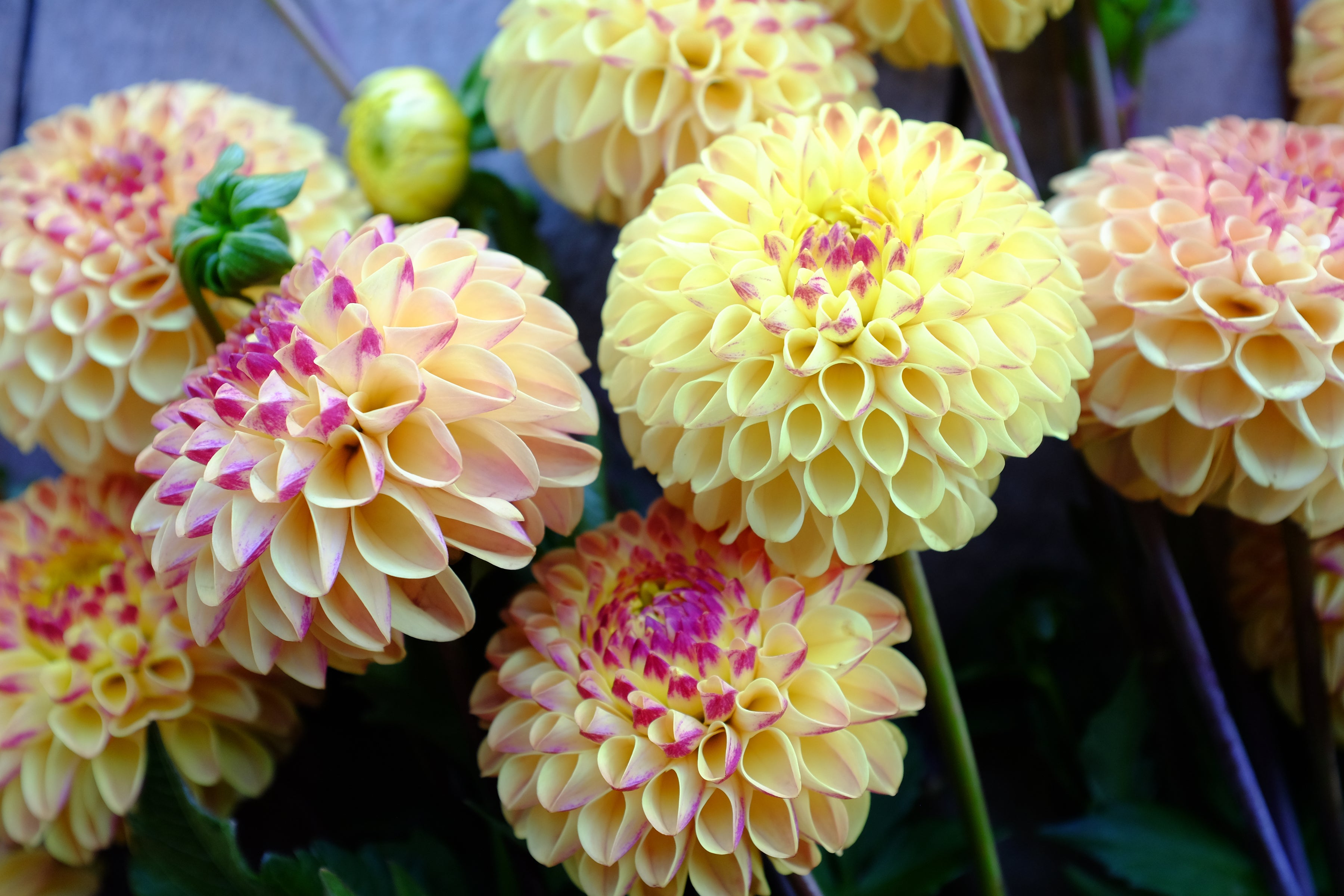 Wine Eyed Jill Yellow Dahlia Tuber - *Product NOT sold out*  SALES START MARCH 2026: Date TBA
