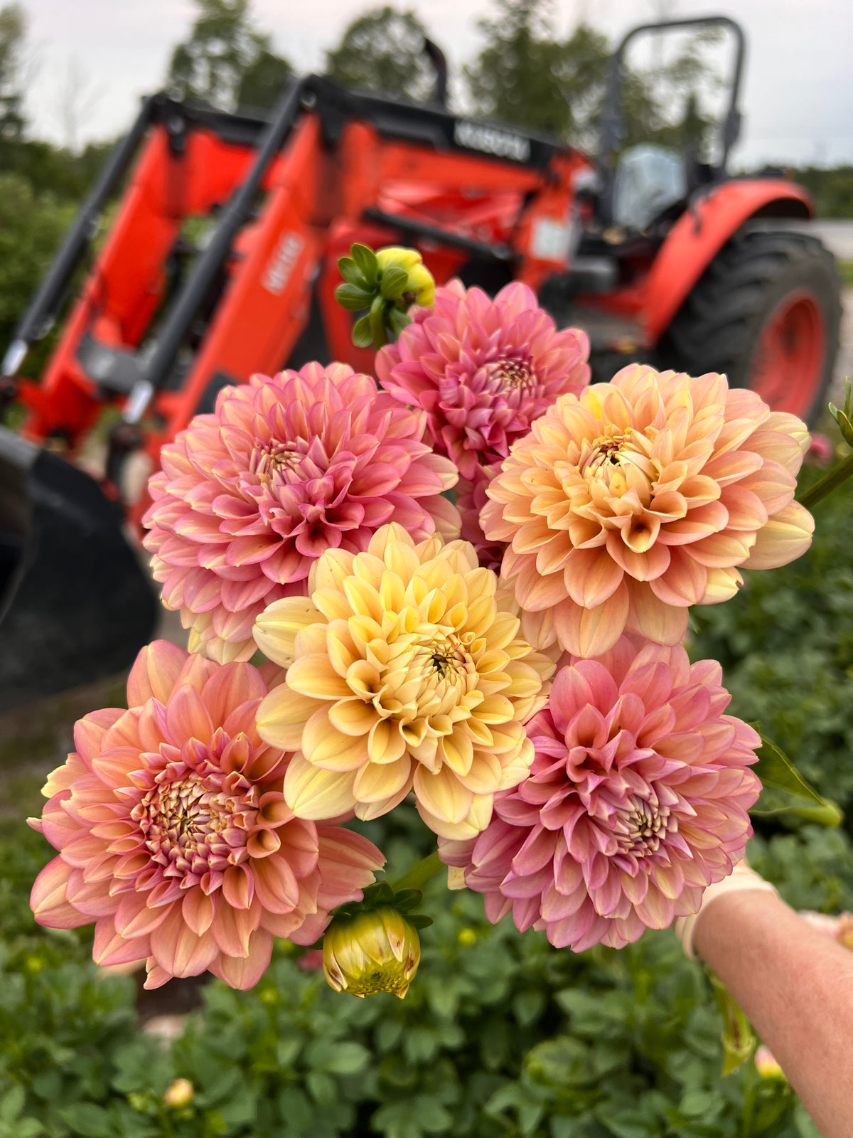 Milena Fleur Dahlia Tuber - *Product NOT sold out* SALES START SUNDAY MARCH 1ST AT 4PM