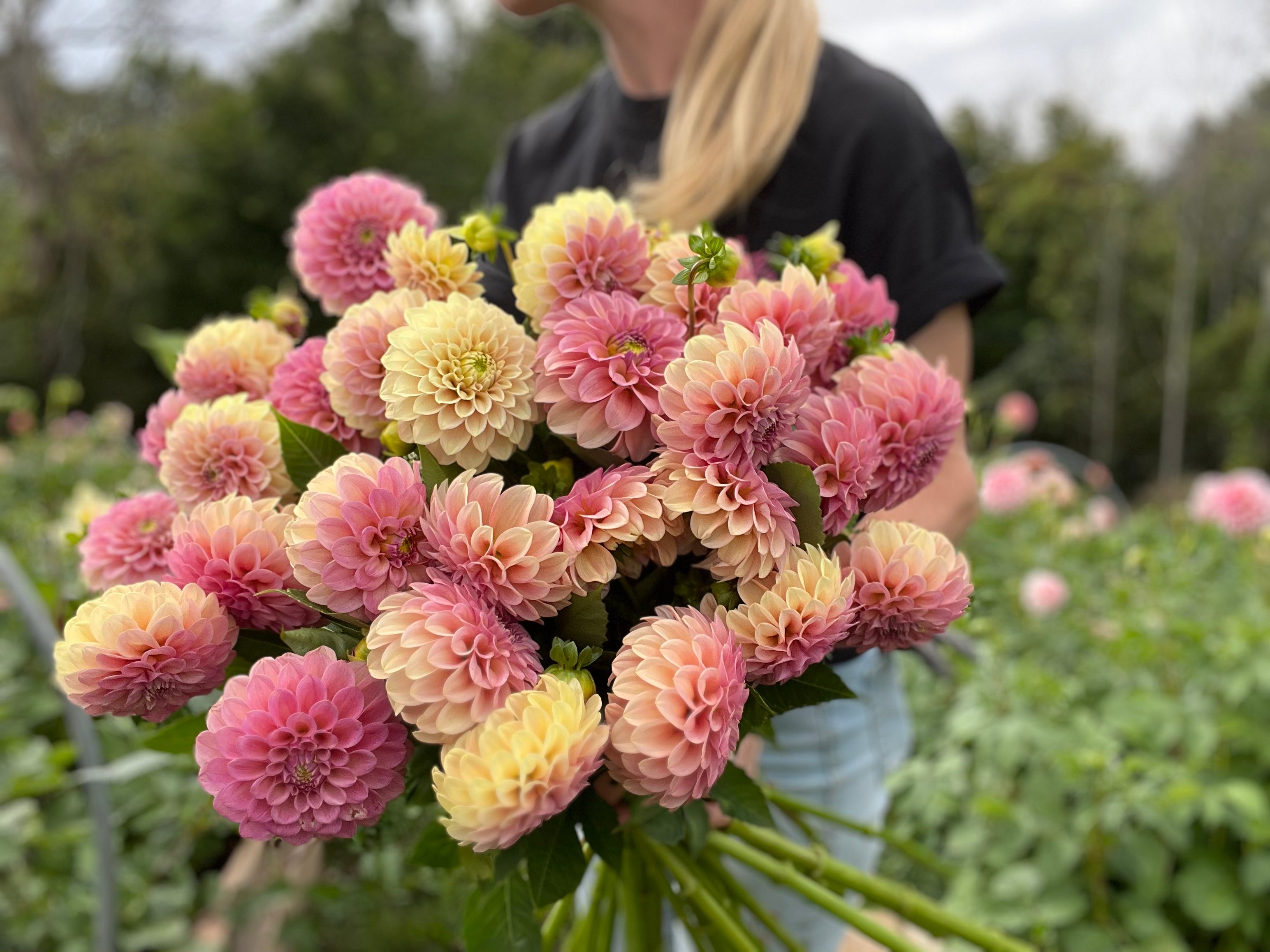 Rock Run Ashley Dahlia Tuber - *Product NOT sold out*  SALES START MARCH 2026: Date TBA