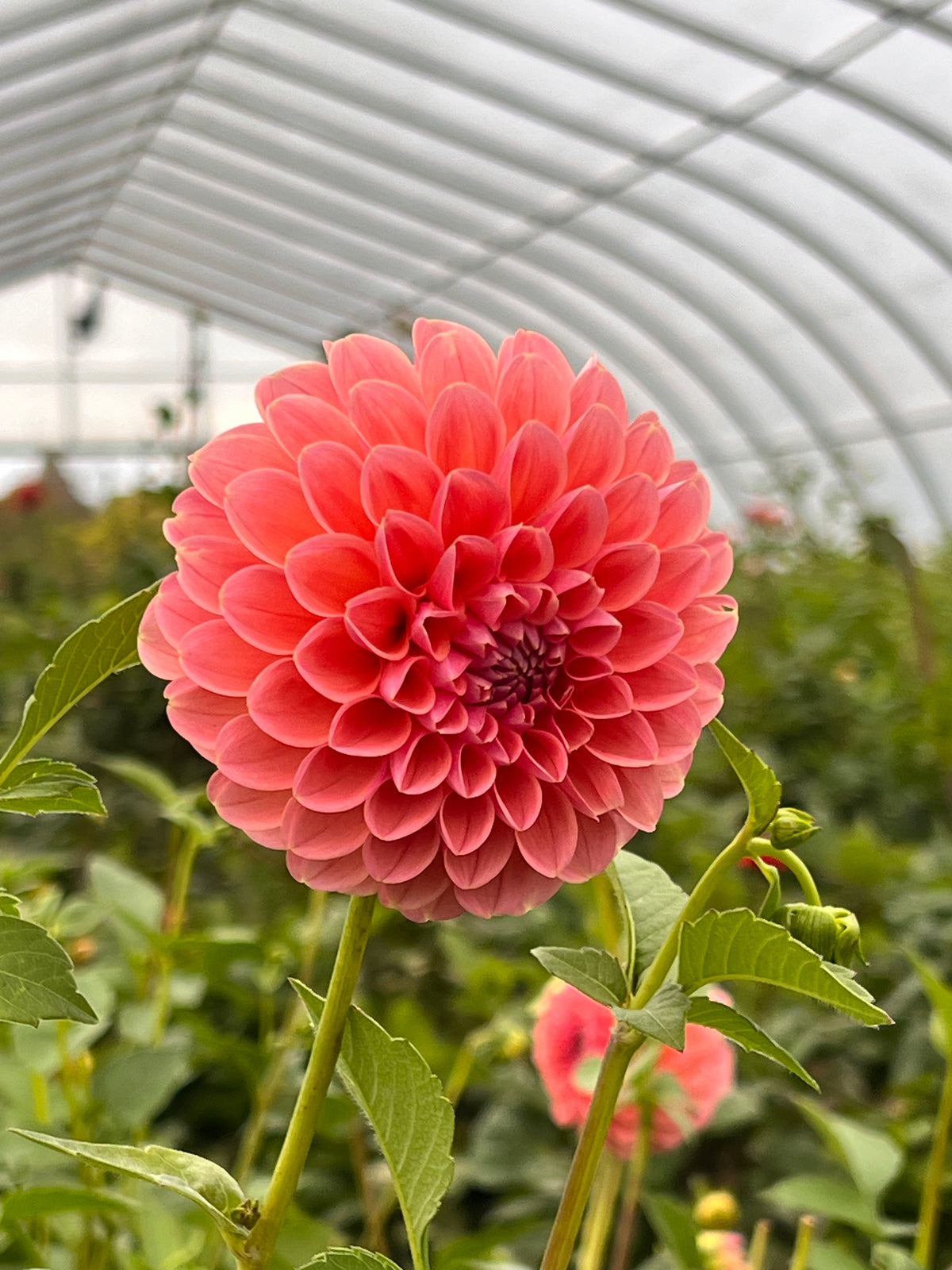 Linda's Baby Dahlia Tuber - *Not Sold Out* SALE COMING IN MARCH OF 2027
