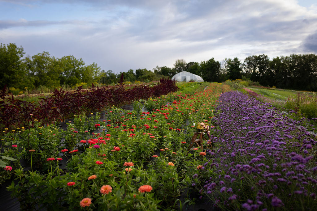 Flowers in the field, purple, pink, yellow flowers line the rows leading to a greenhouse.