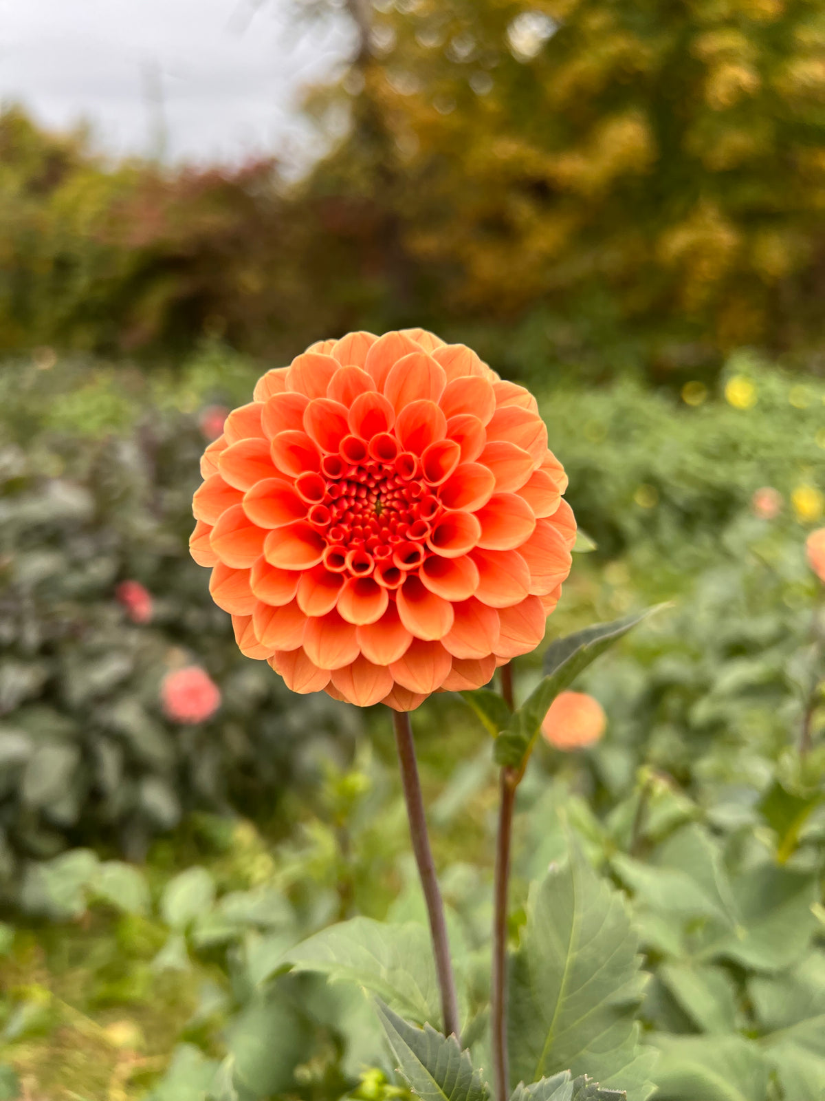Rose Toscana Dahlia Tuber - *Not Sold Out* SALE COMING IN MARCH OF 2027