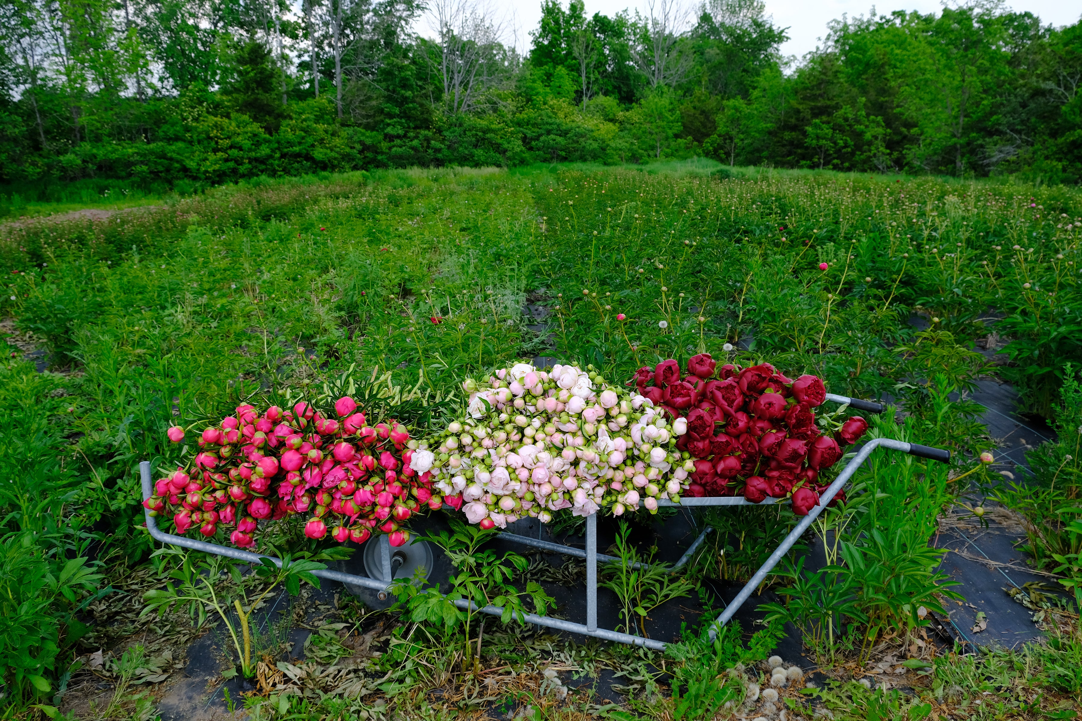 Bulk Bucket of Peonies