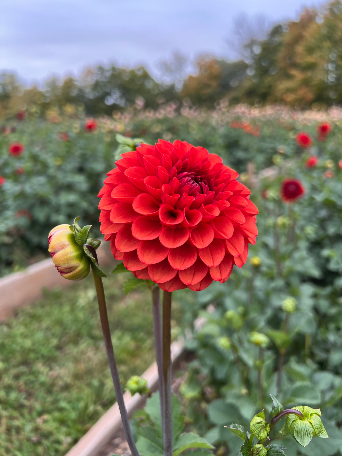 Brown Sugar Dahlia Tuber - *Not Sold Out* SALE COMING IN MARCH OF 2027