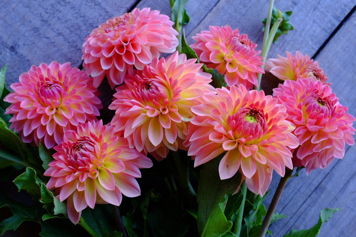 Hillcrest Suffusion Dahlia Tuber - *Not Sold Out* SALE COMING IN MARCH OF 2027