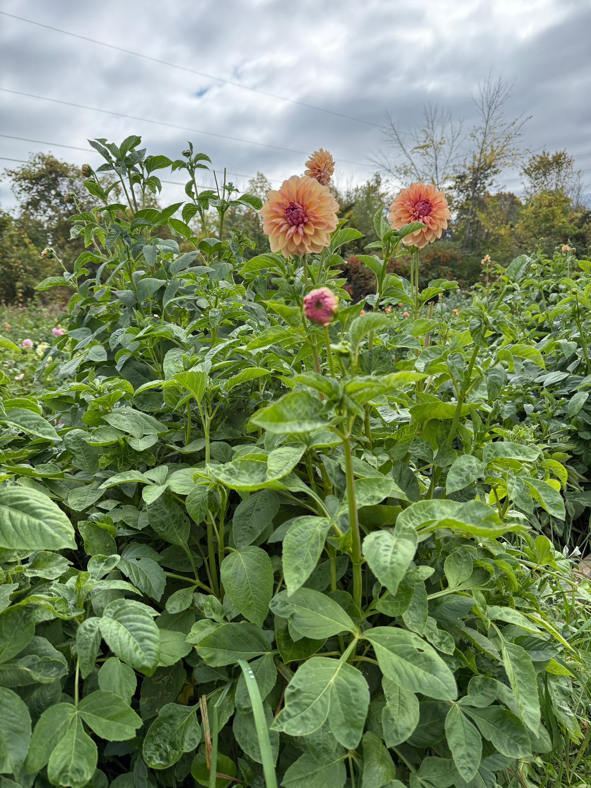 Sturm Sweet Maria Dahlia Tuber - *Not Sold Out* SALE COMING IN MARCH OF 2027