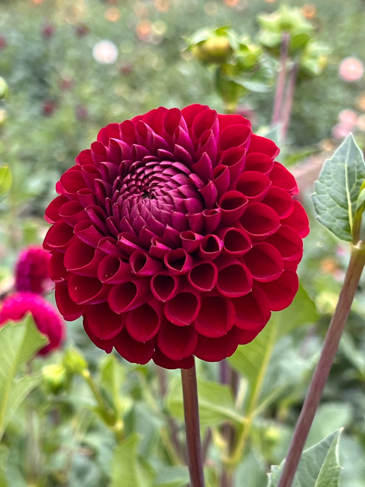 Ivanetti Dahlia Tuber - *Product NOT sold out* SALES START SUNDAY MARCH 1ST AT 4PM