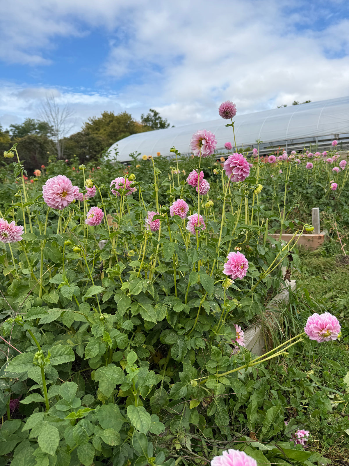 Opal Dahlia Tuber - *Product NOT sold out* SALES START SUNDAY MARCH 1ST AT 4PM