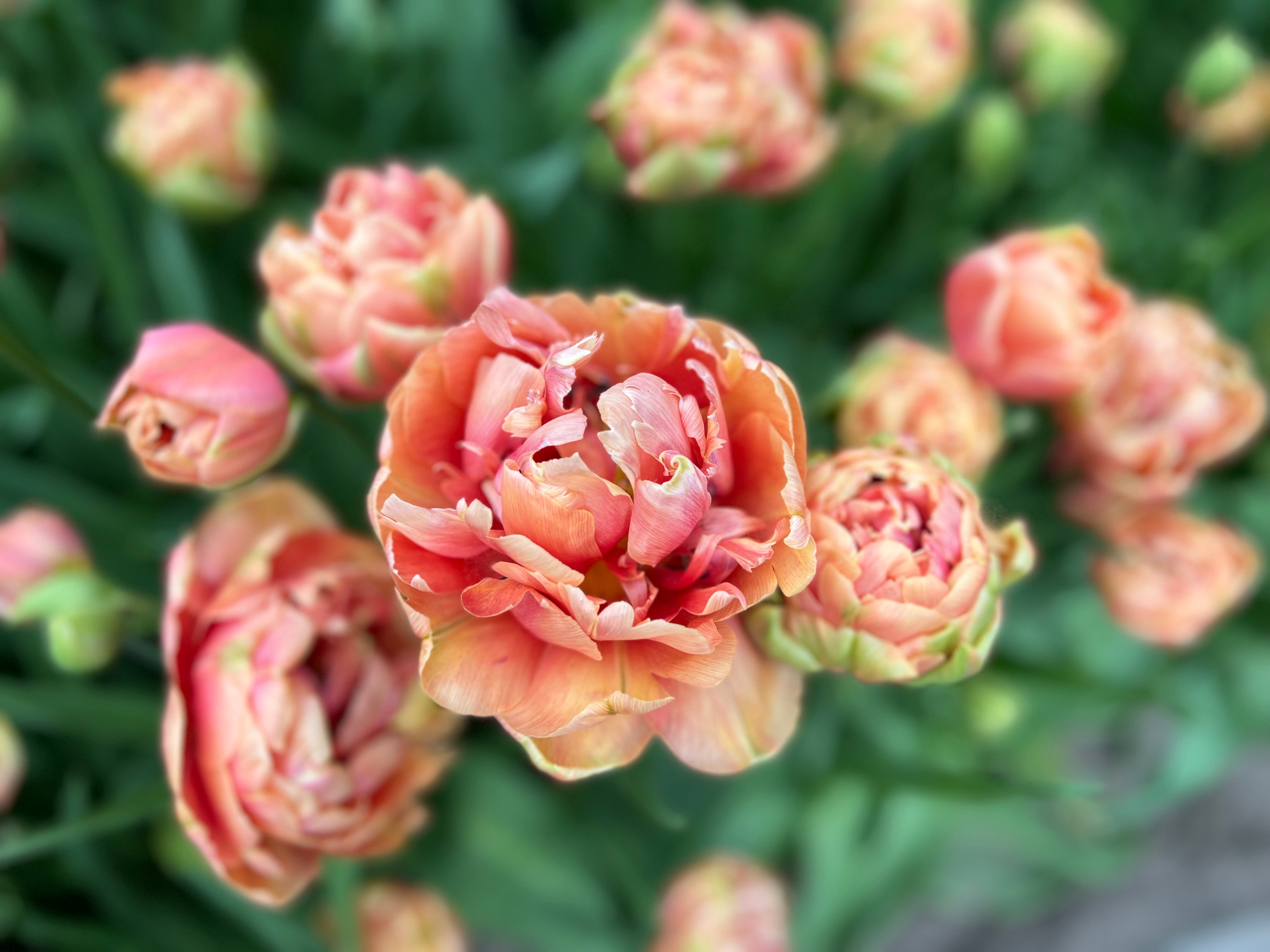 Image shows close up of a peach and coral variegated tulip.