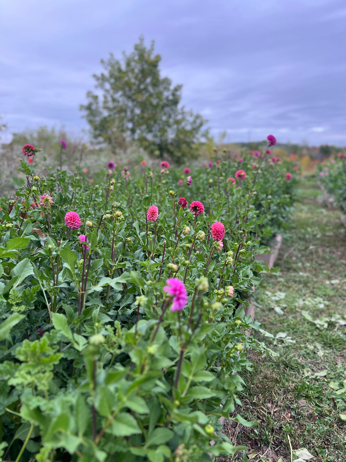 Caitlin's Joy Dahlia Tuber - *Not Sold Out* SALE COMING IN MARCH OF 2027