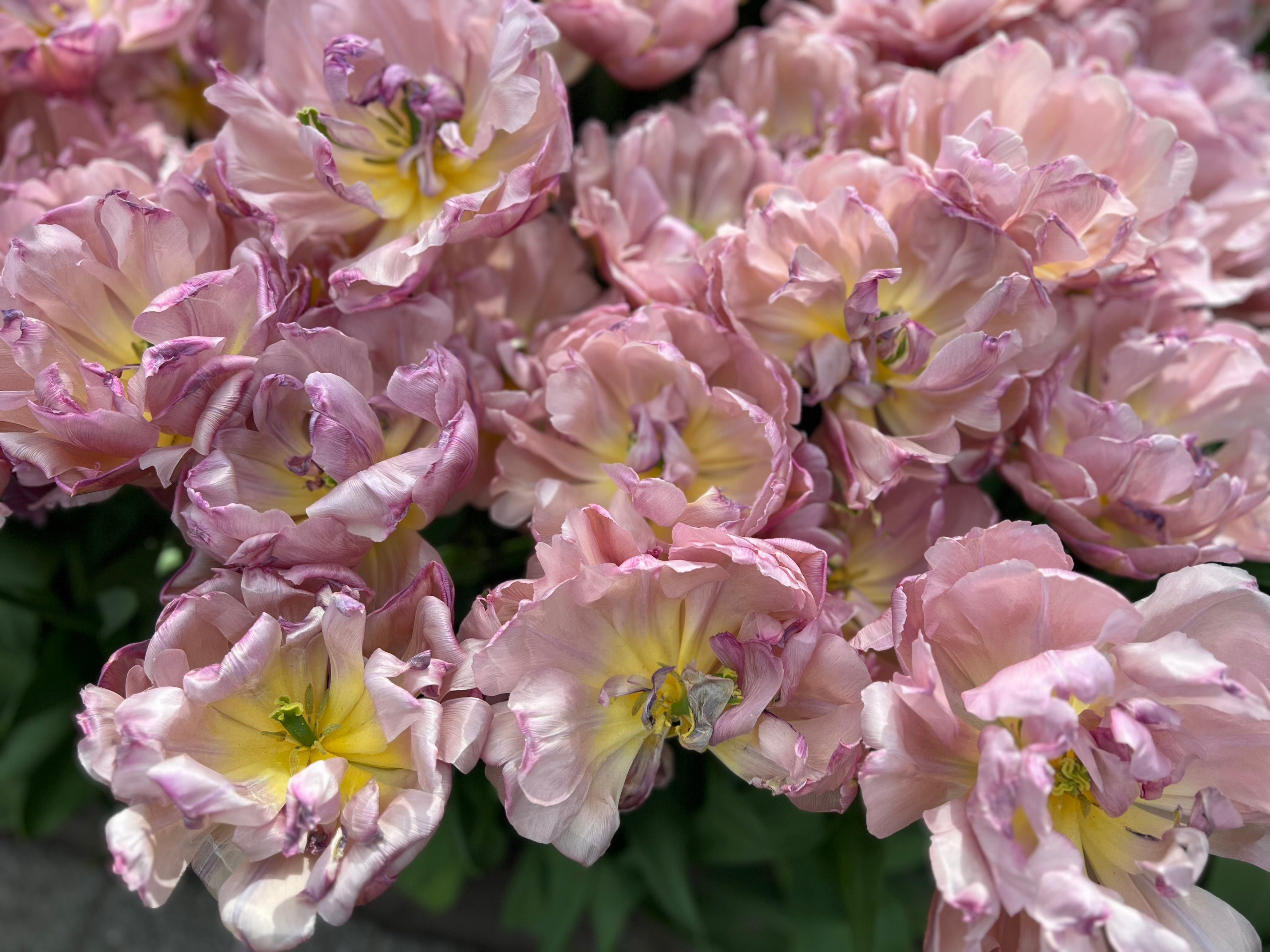 Beachberry Tulip Bulbs - COMING SEPTEMBER 6TH AT 5PM