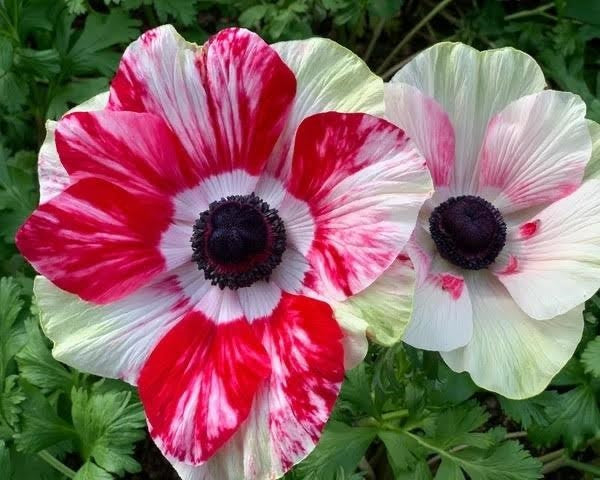 Italian Mistral Anemone Tigre Corms