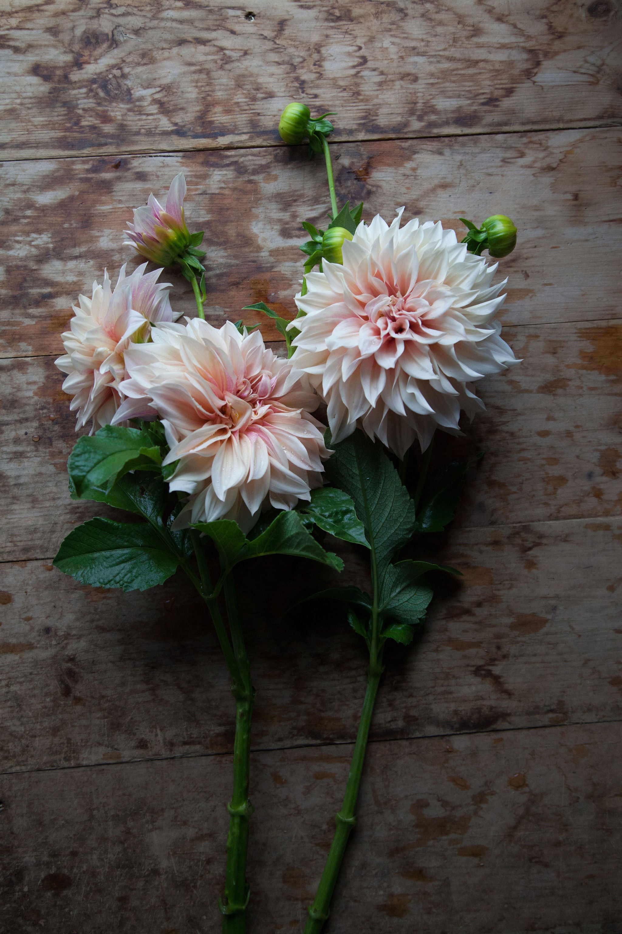 Cafe Au Lait Dahlia Tuber