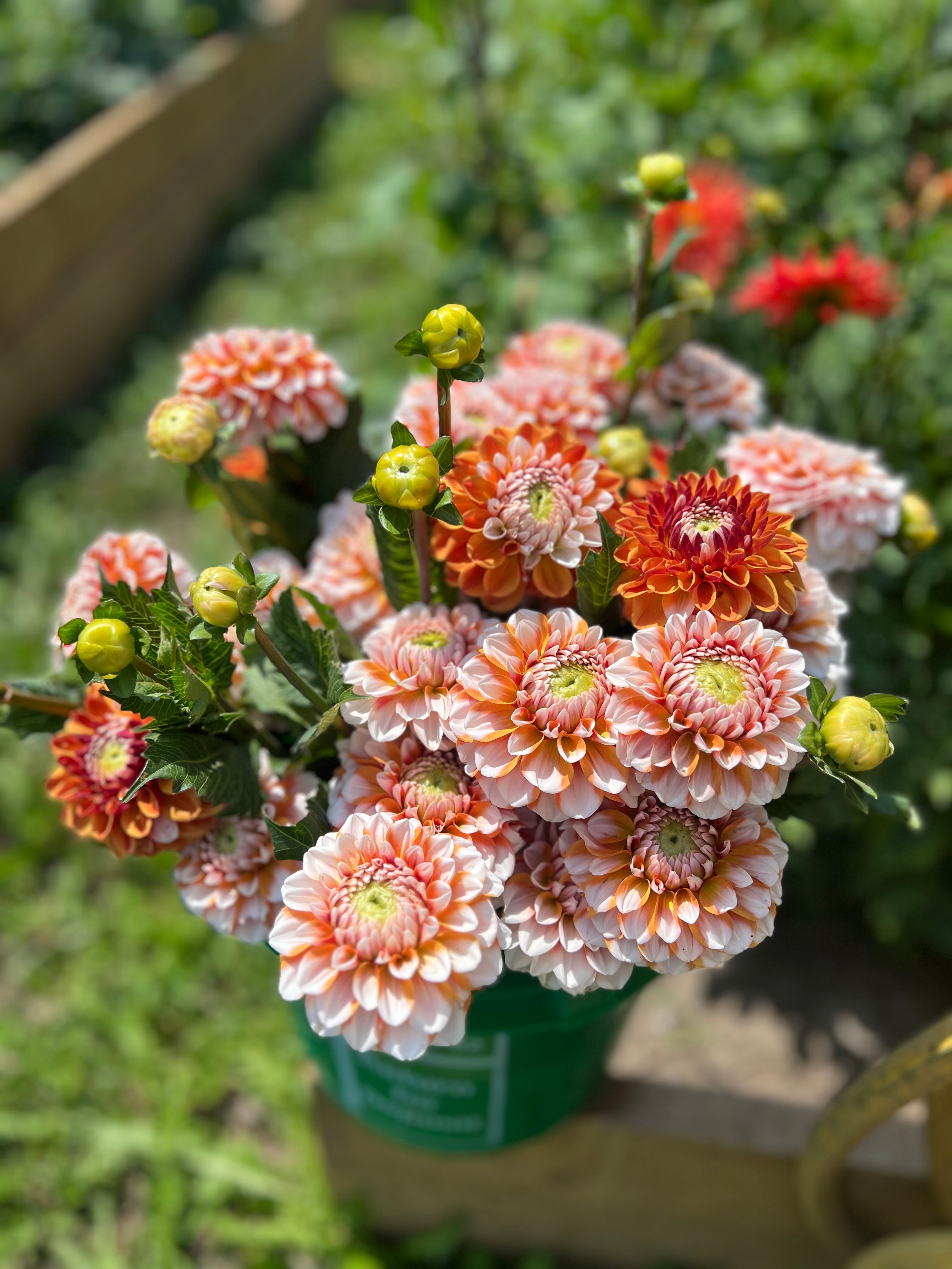 Tangerine Dream Dahlia Tuber - *Product NOT sold out*  SALES START MARCH 2026: Date TBA