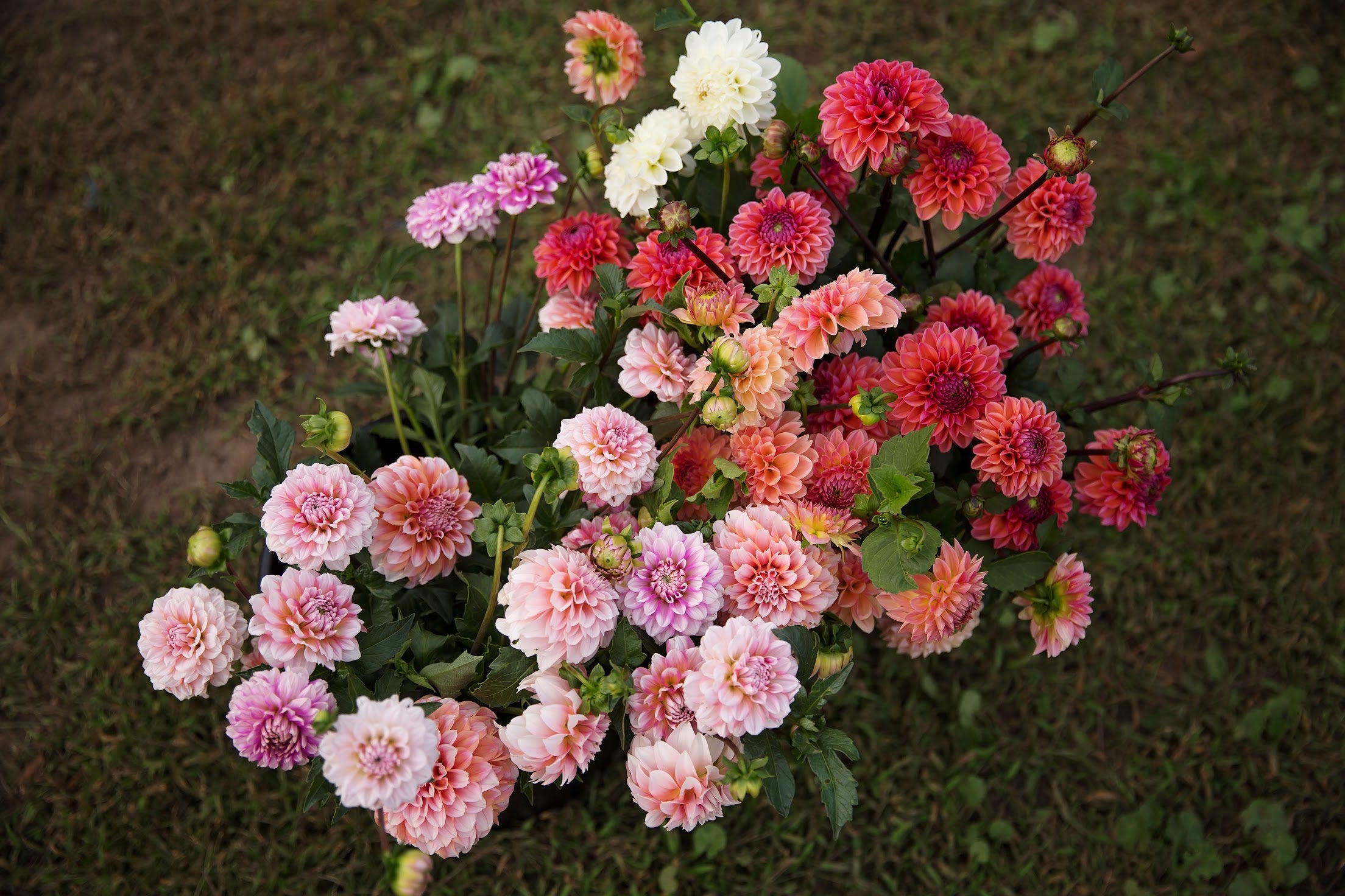 Bulk DIY Bucket of Dahlias: Custom Colour Palette