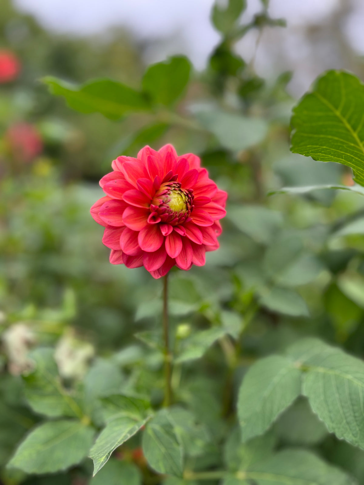 Salmon Runner Dahlia Tuber - *Not Sold Out* SALE COMING IN MARCH OF 2027