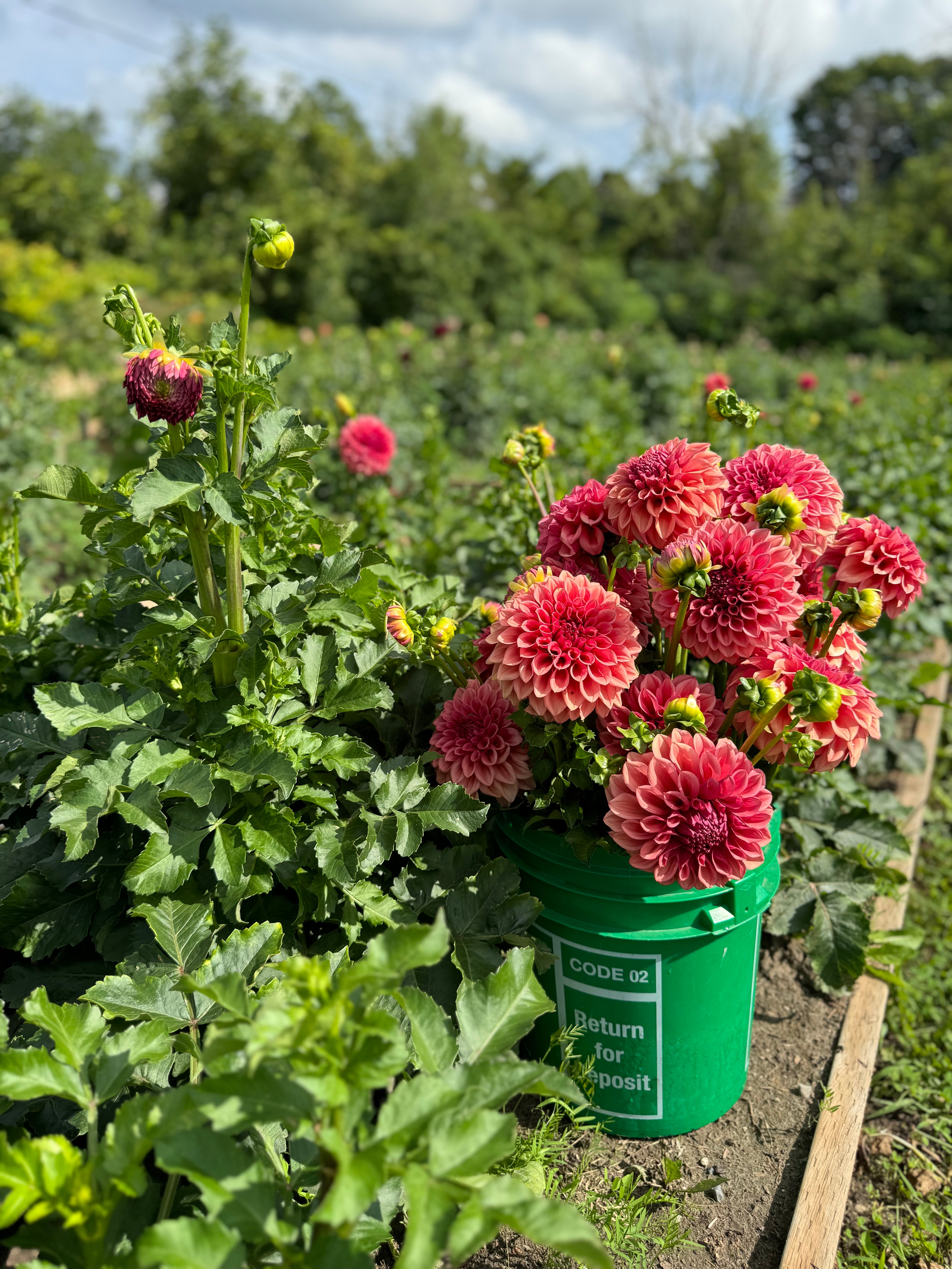 Orange Globe Dahlia Tuber - *Product NOT sold out*  SALES START MARCH 2026: Date TBA